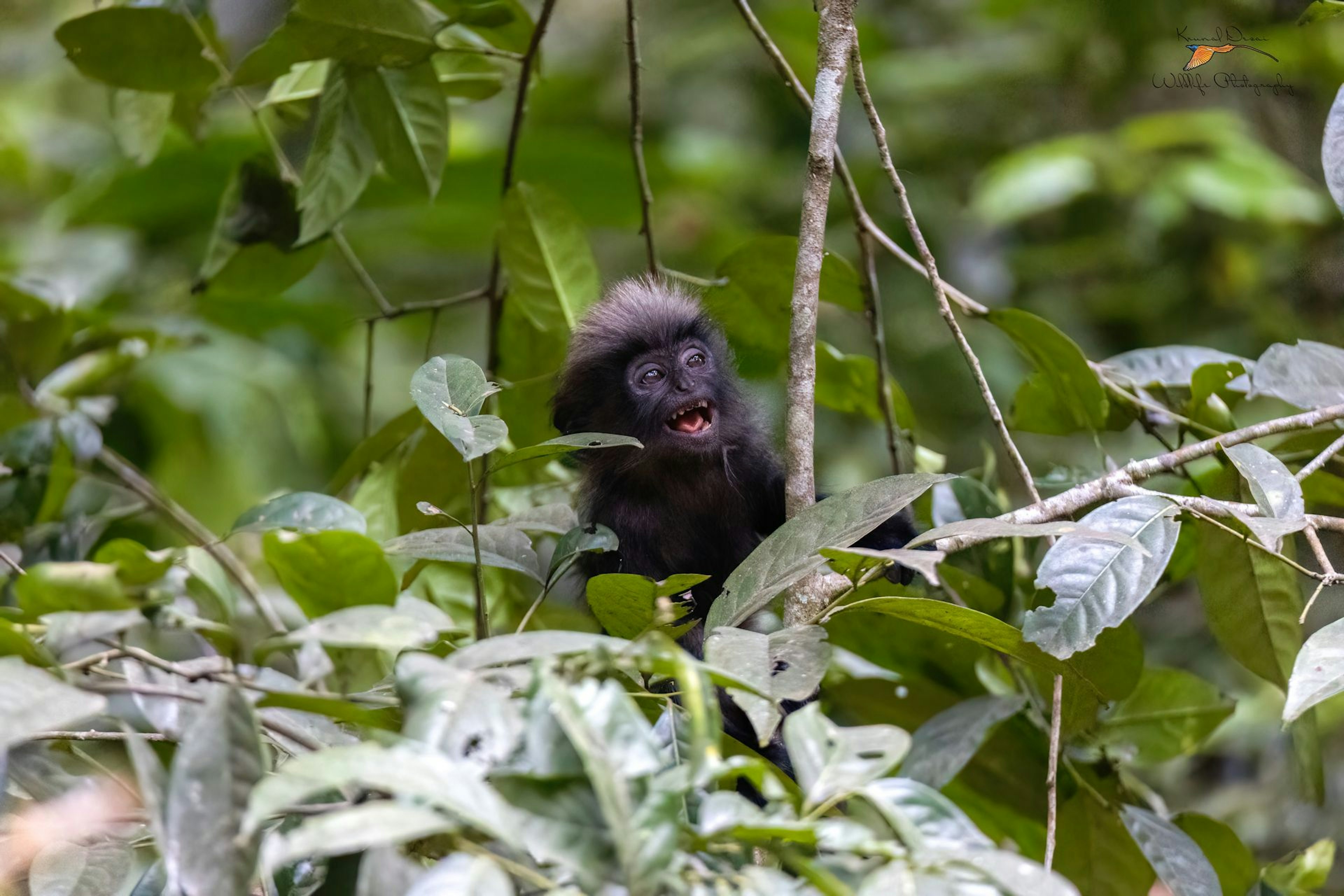 Nilgiri langur