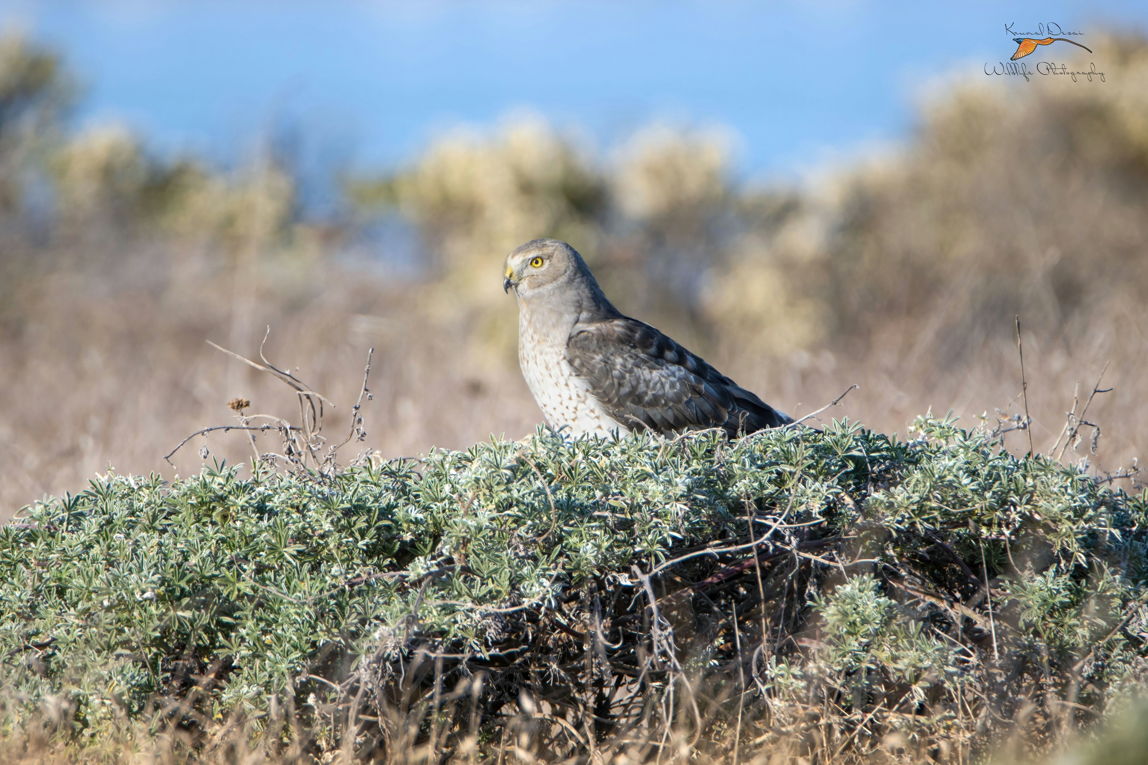 Northern harrier