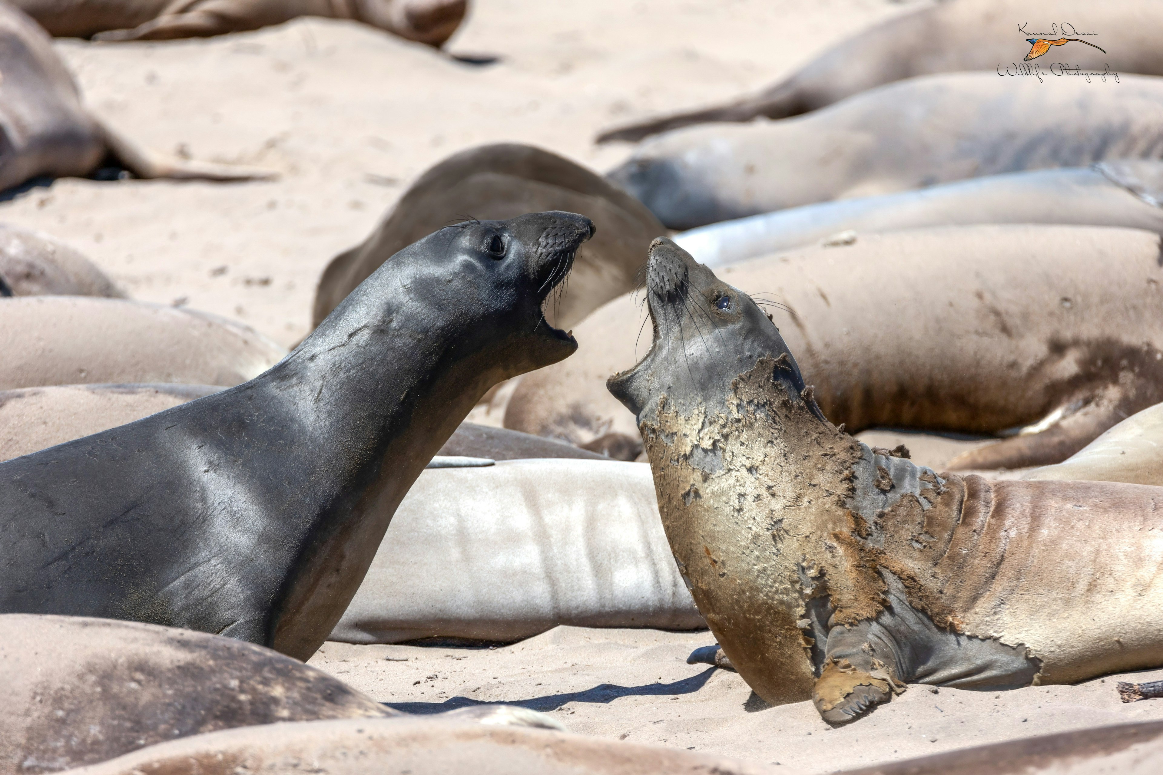 Northern elephant seal