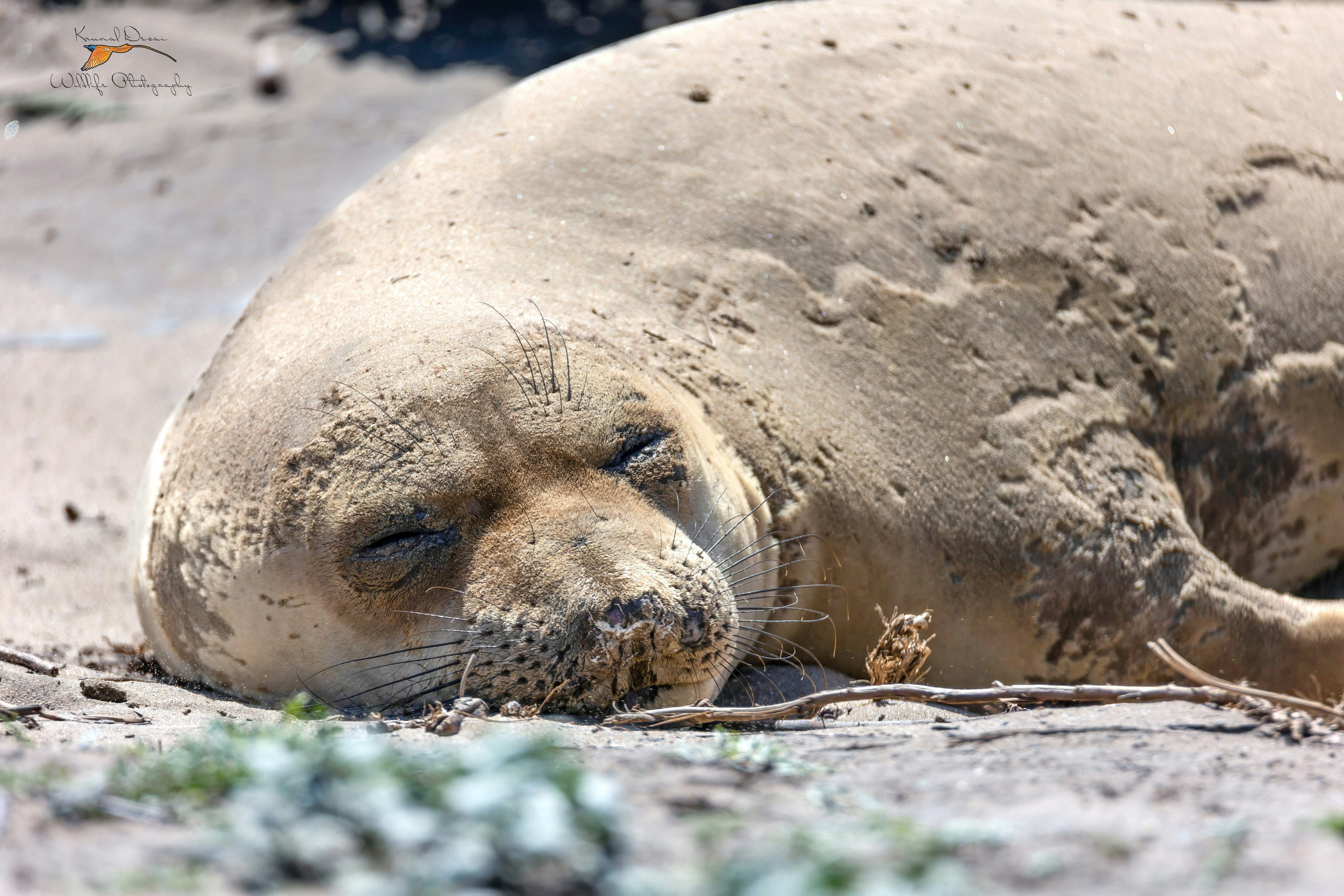 Northern elephant seal