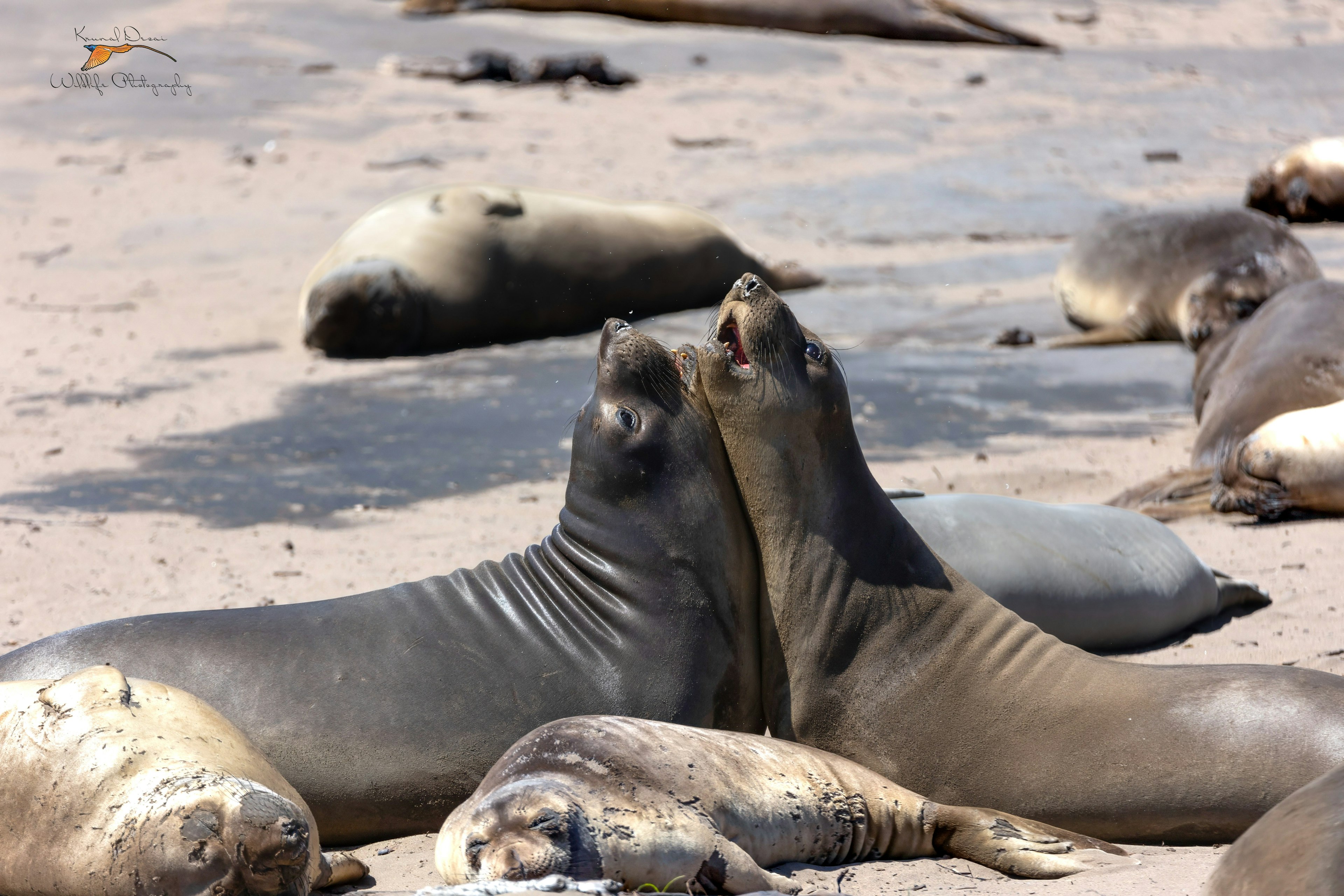 Northern elephant seal