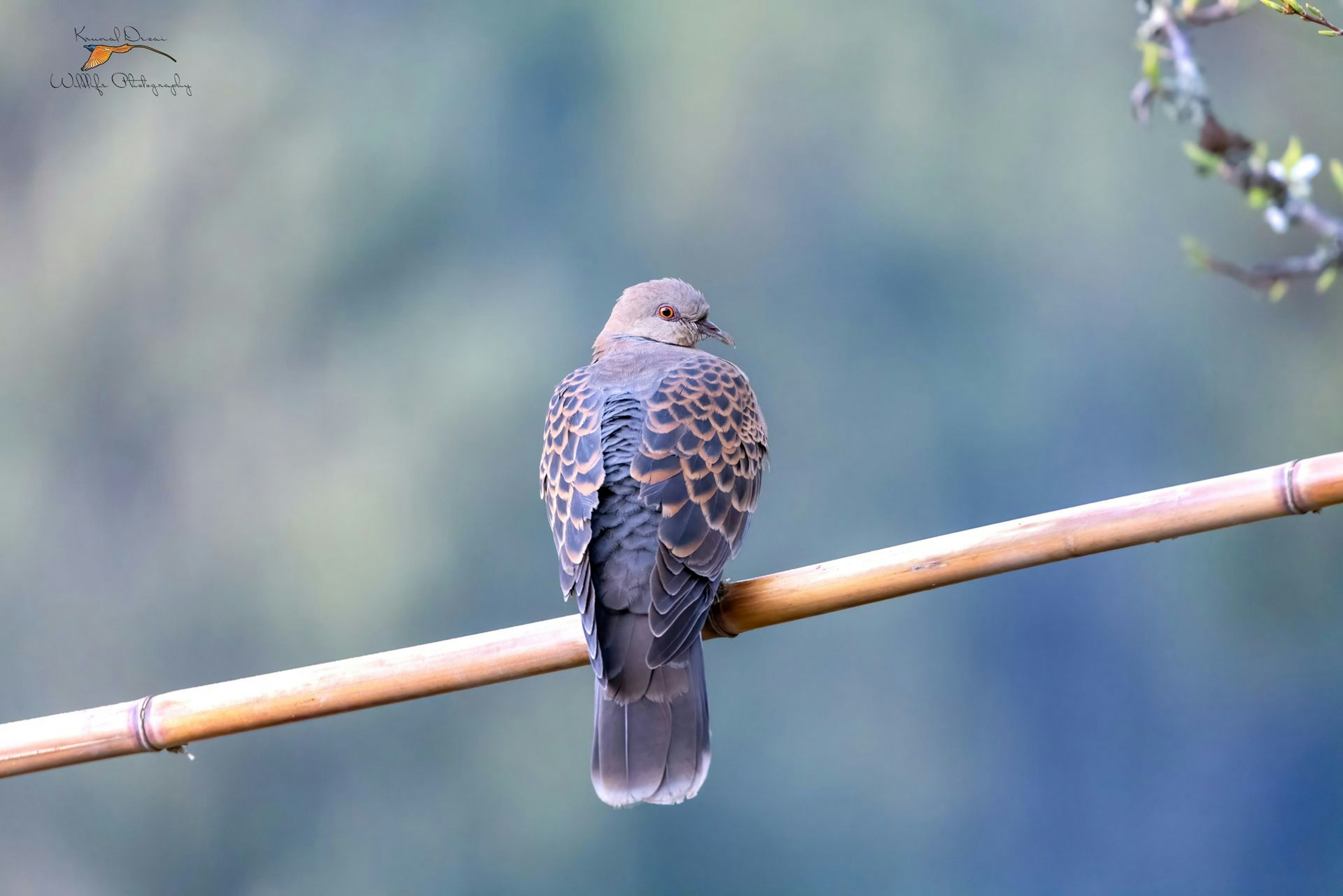 Oriental turtle dove