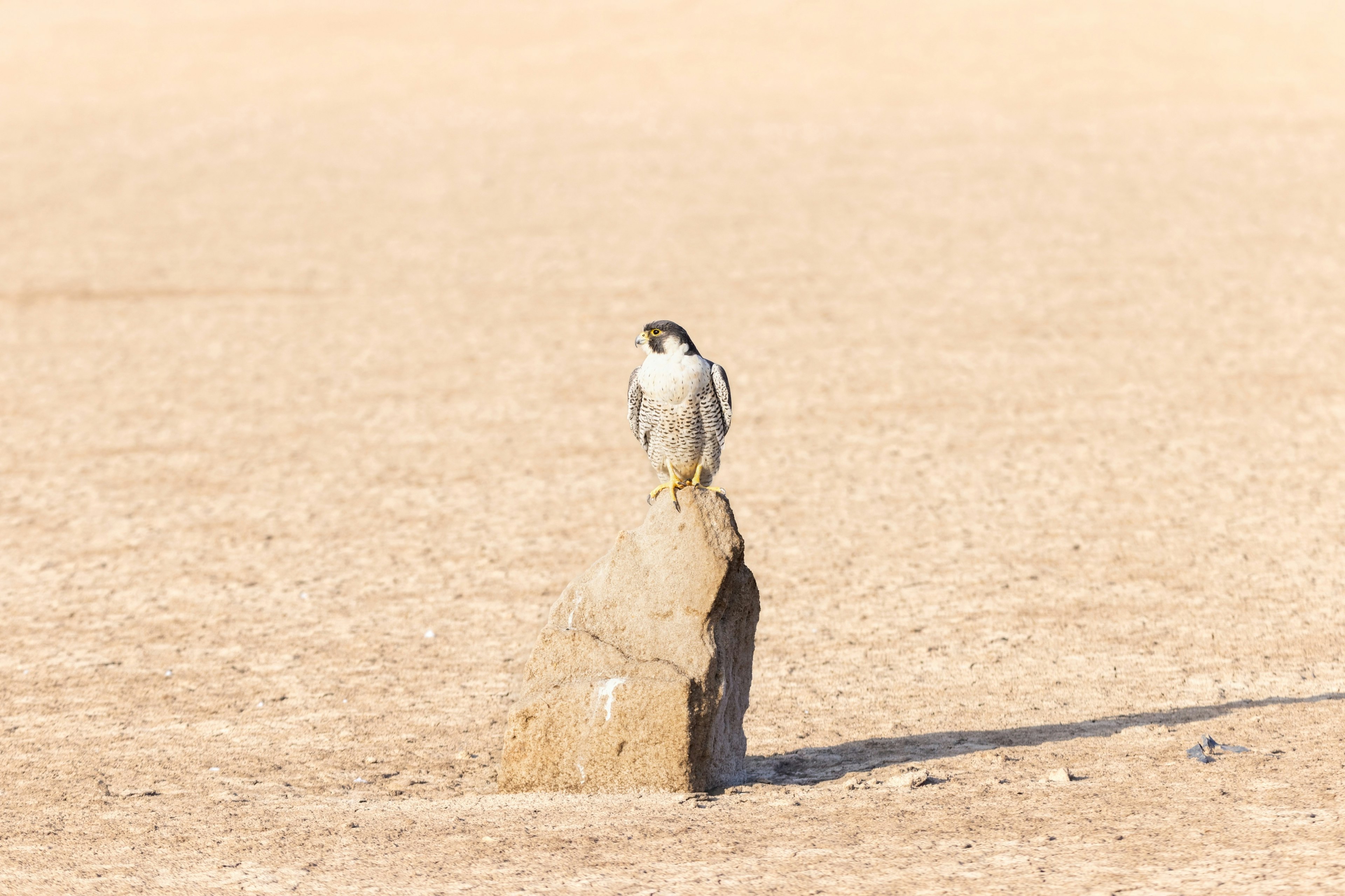 Peregrine falcon