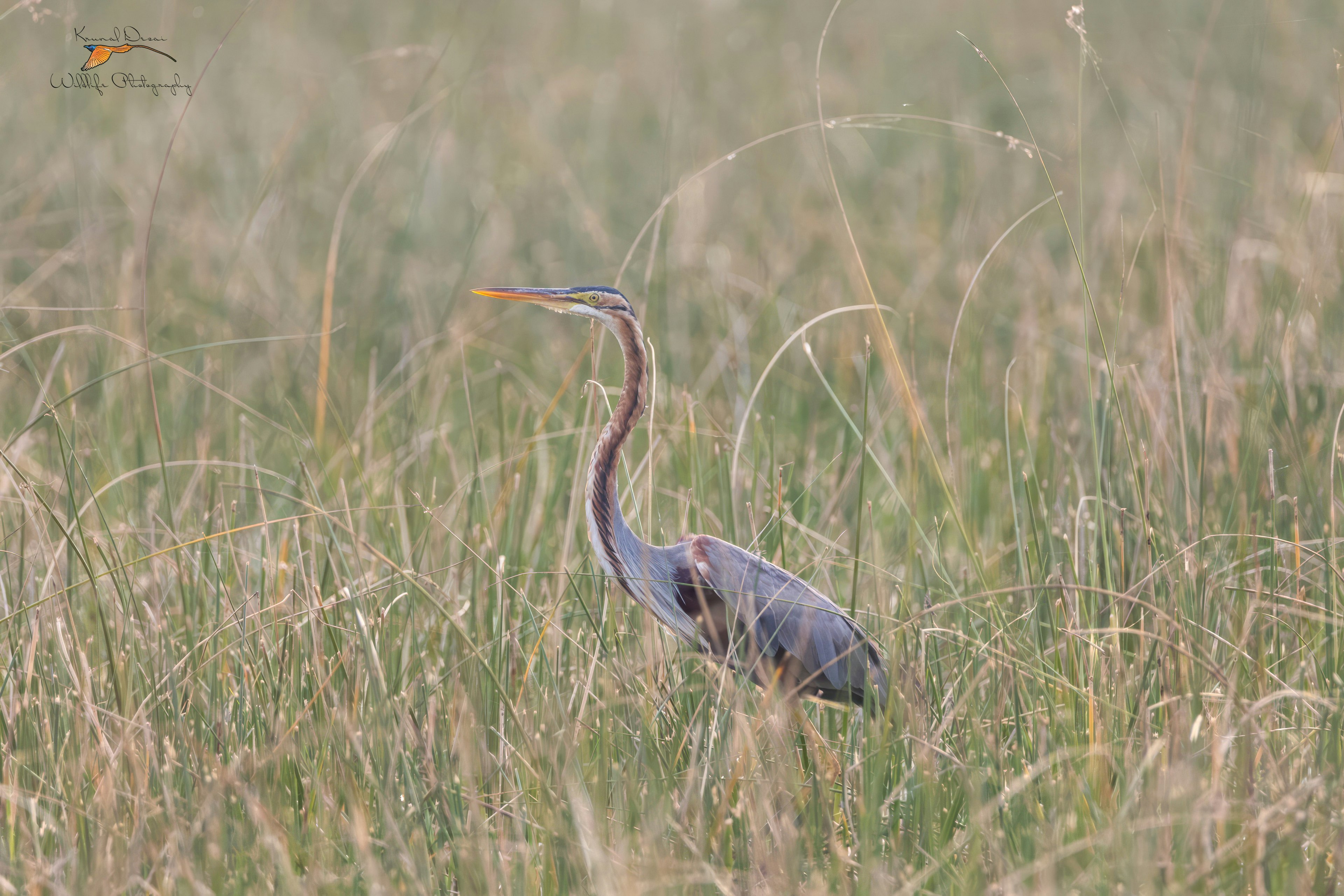 Purple heron