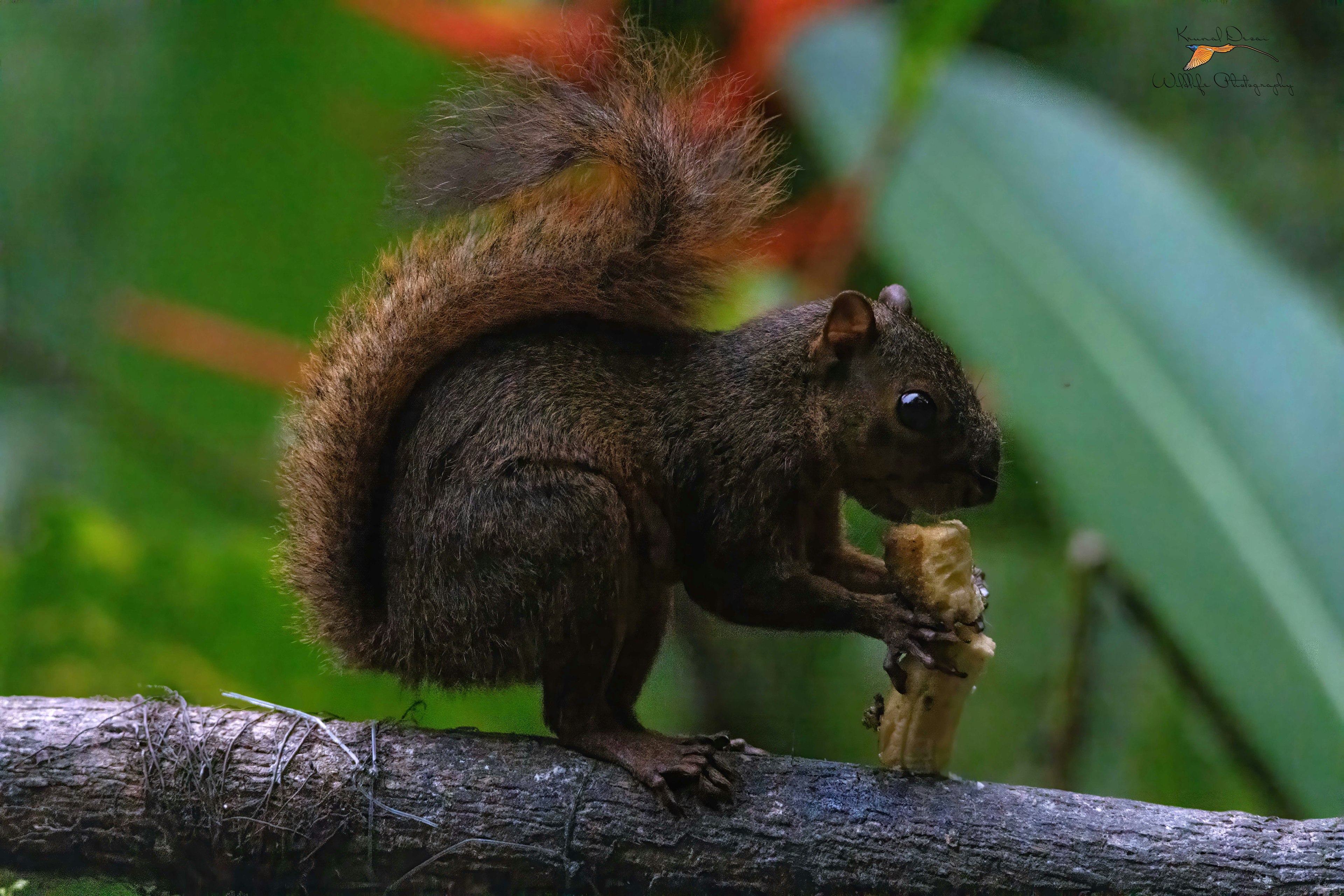 Red-tailed squirrel