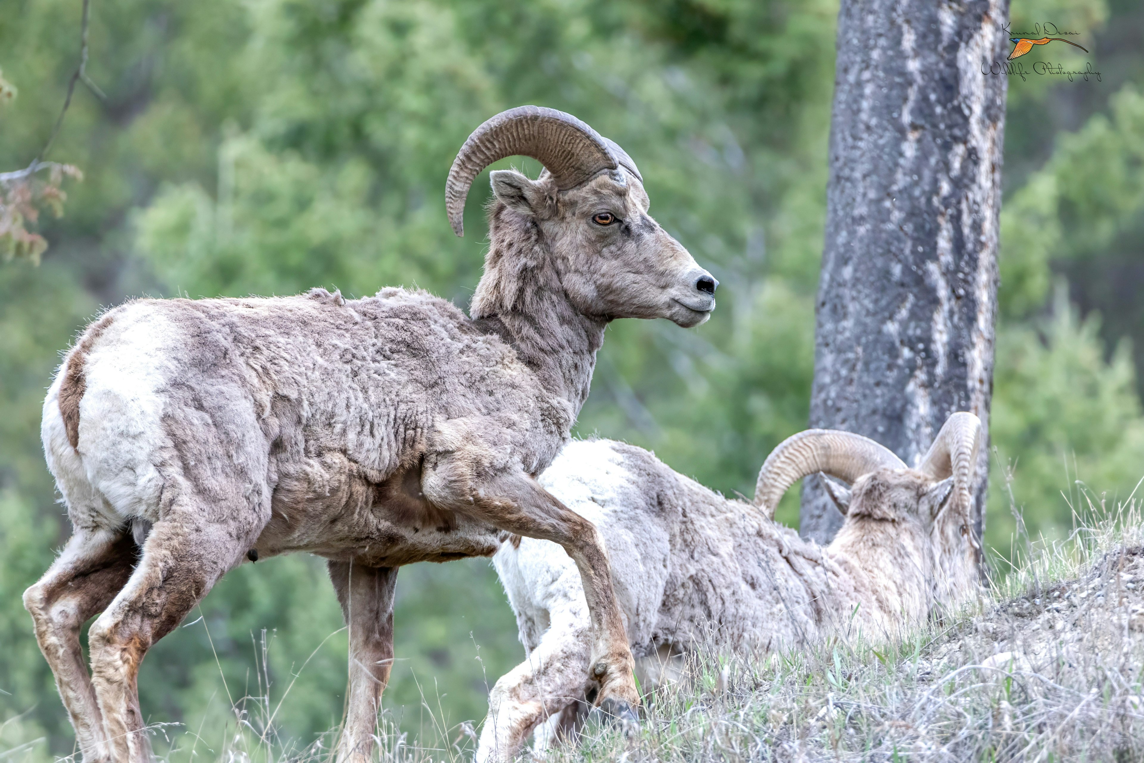 Rocky Mountain bighorn sheep