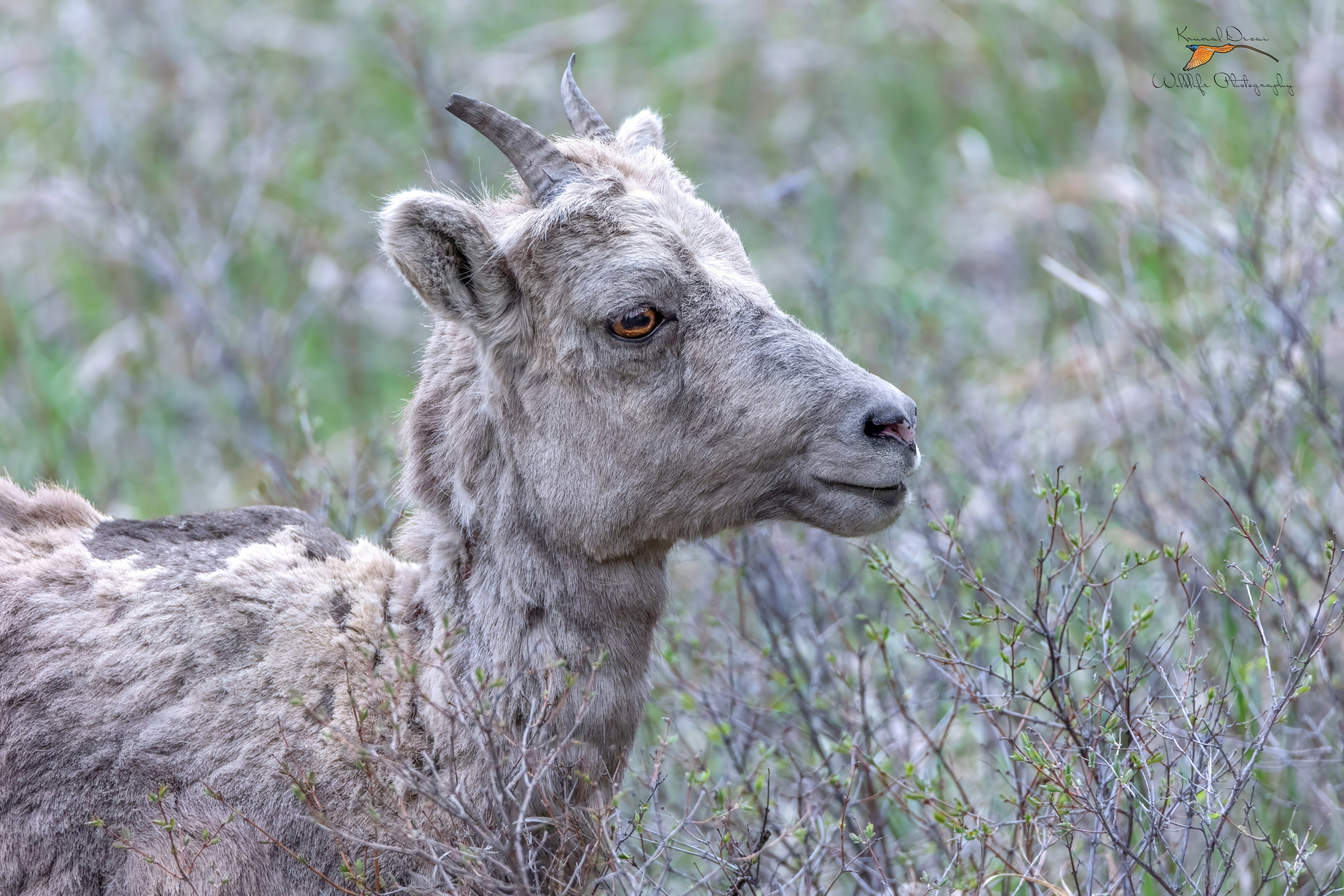 Rocky Mountain bighorn sheep