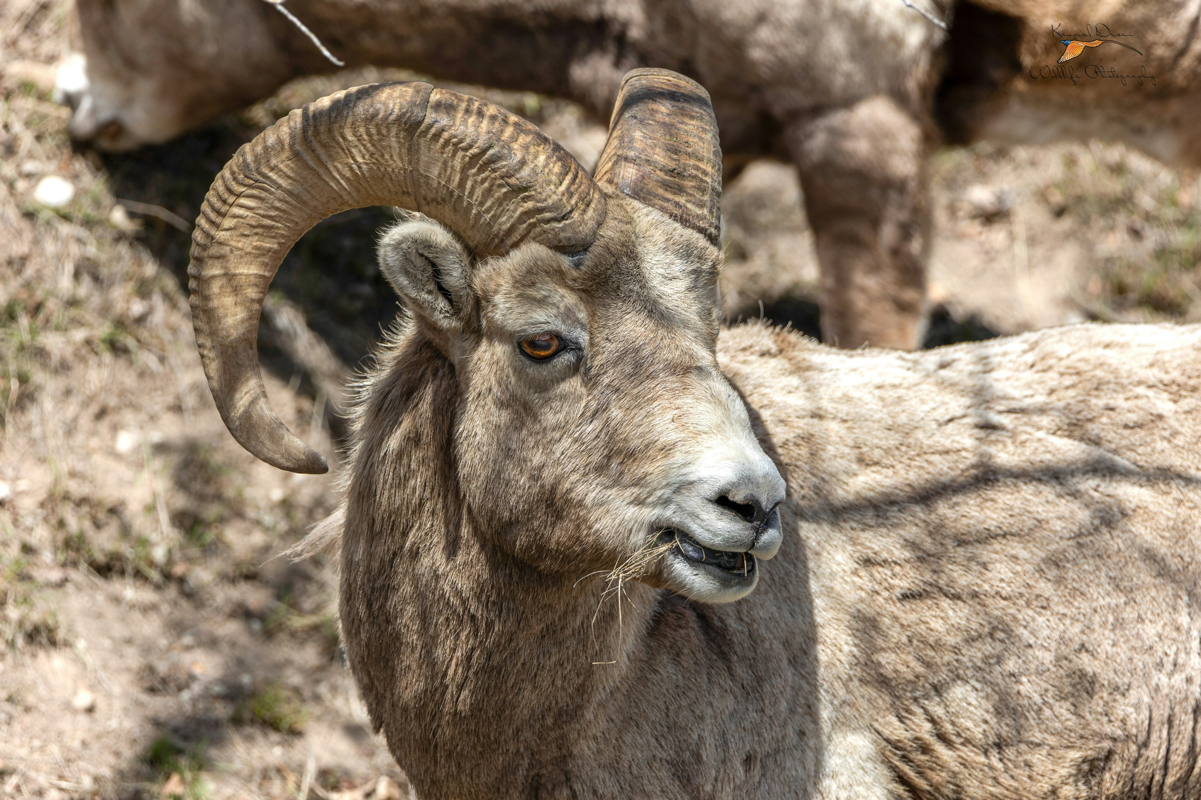 Rocky Mountain bighorn sheep