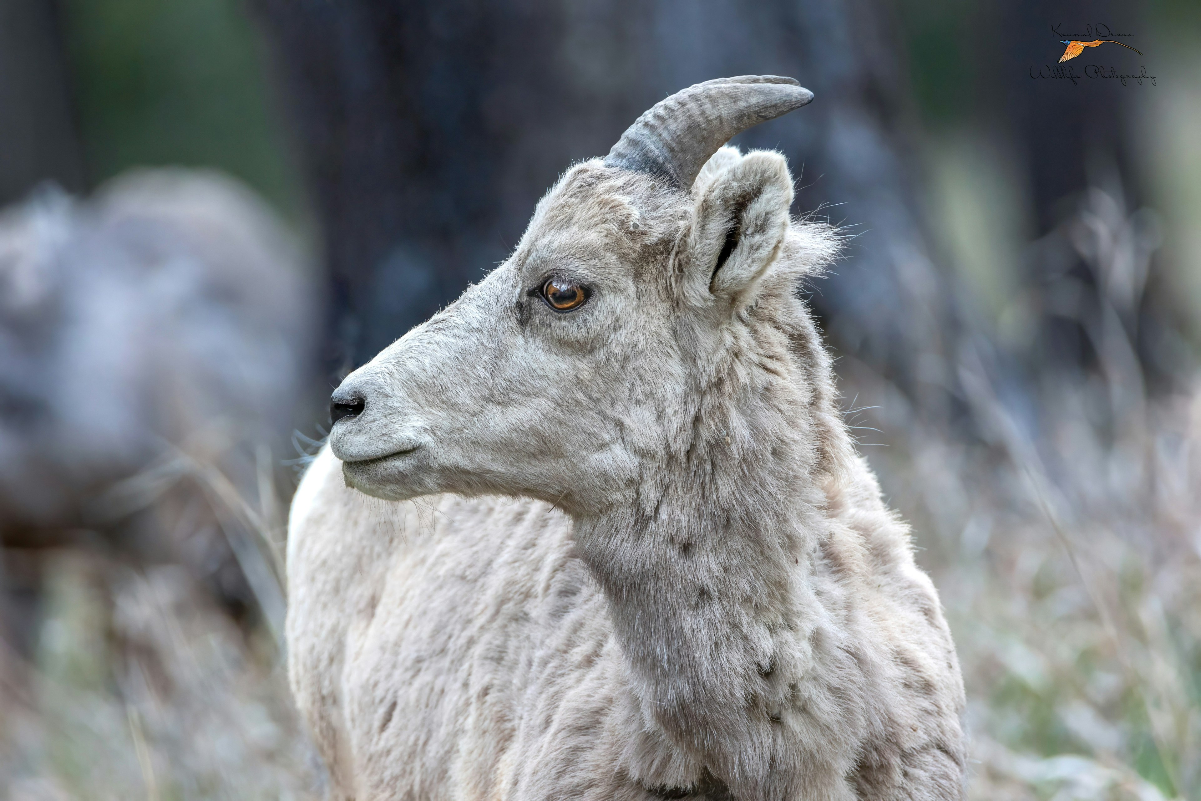 Rocky Mountain bighorn sheep