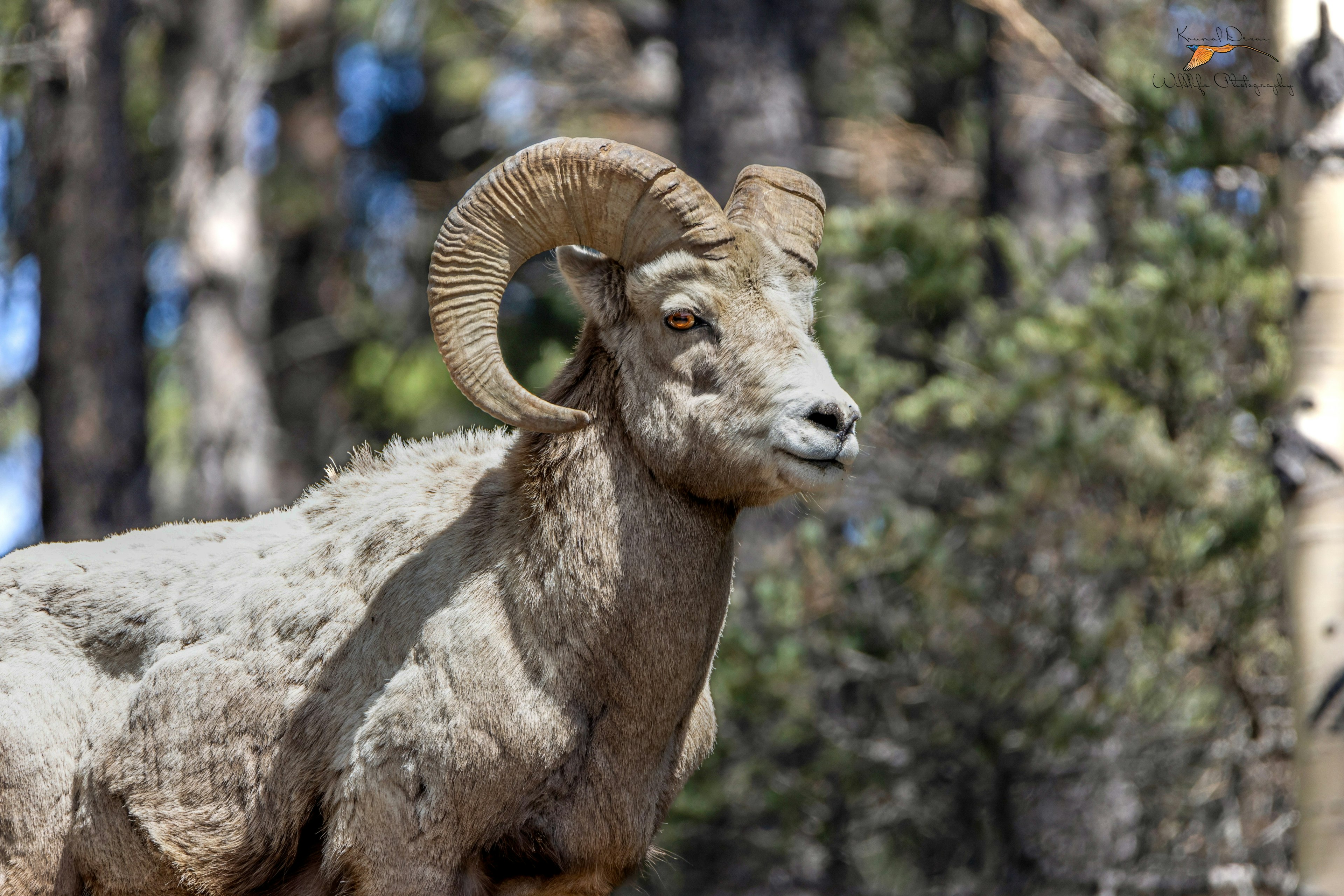 Rocky Mountain bighorn sheep