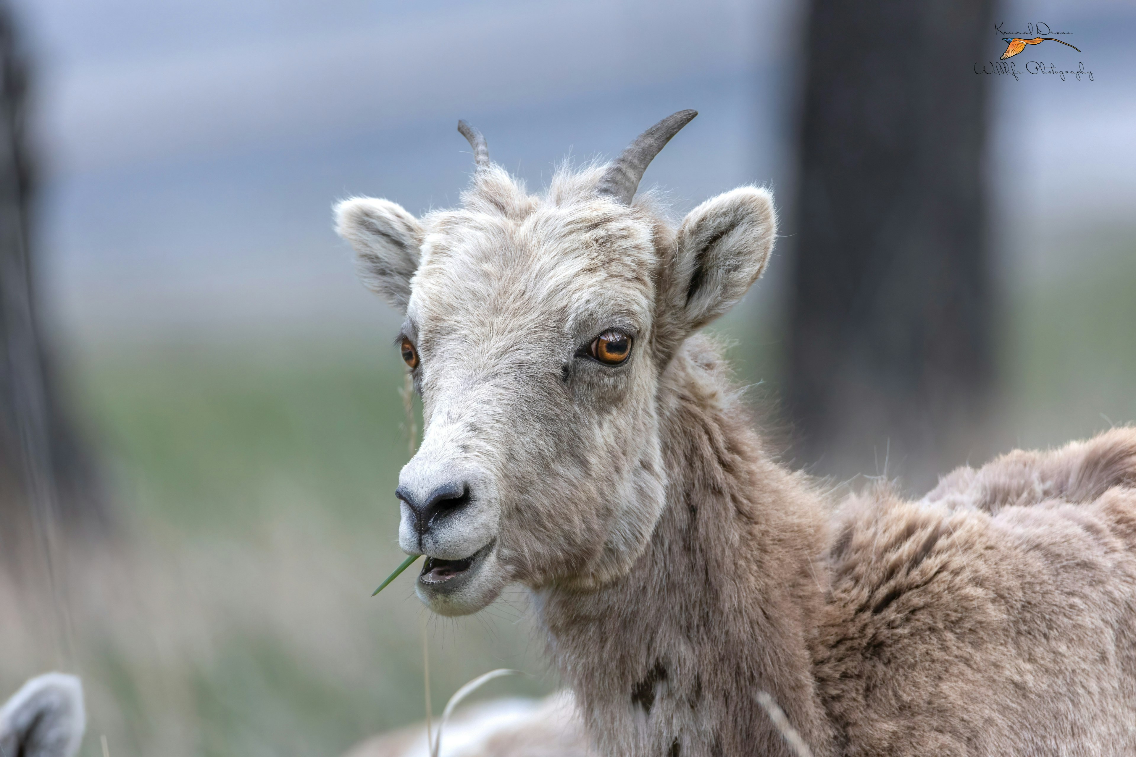 Rocky Mountain bighorn sheep