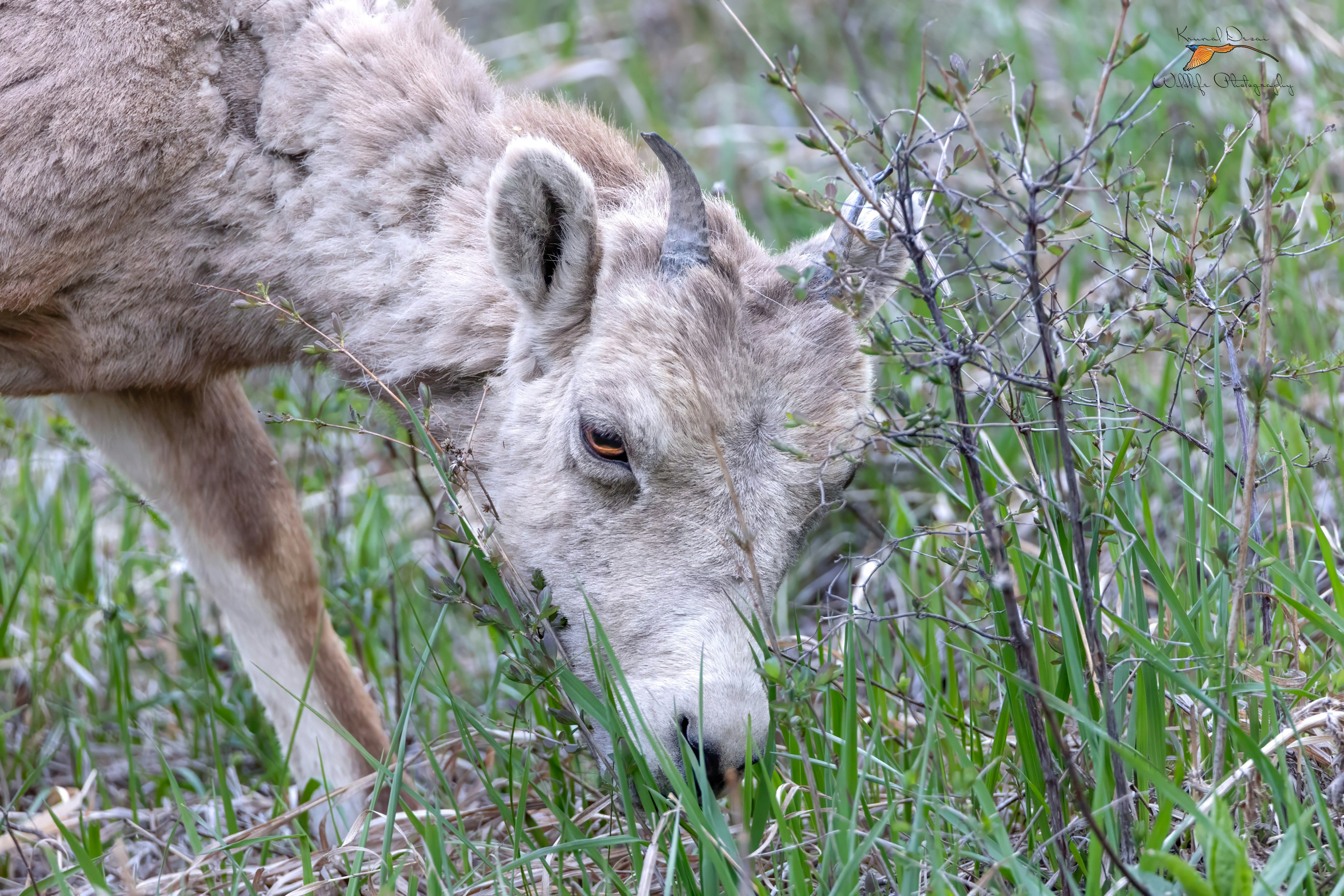 Rocky Mountain bighorn sheep