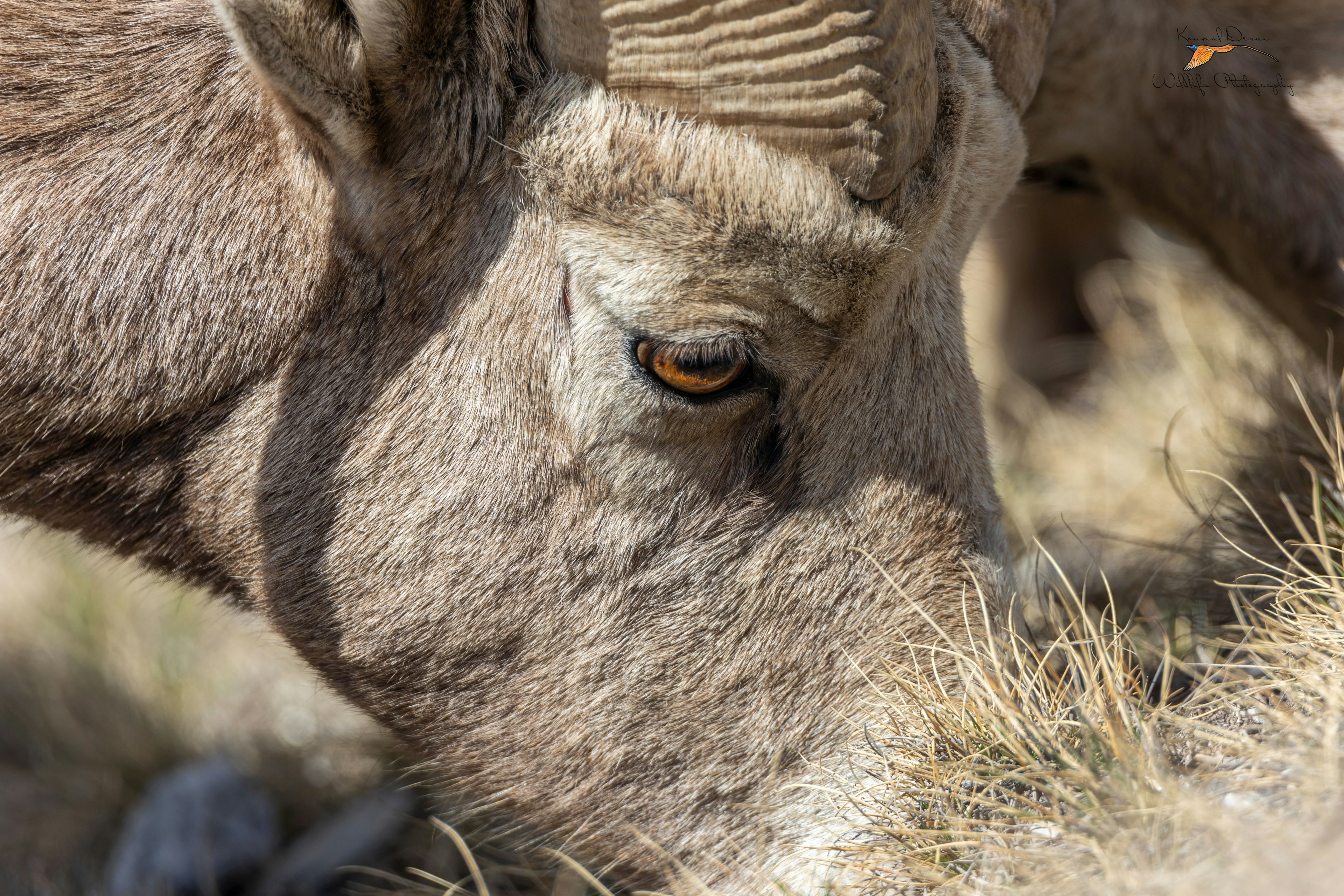 Rocky Mountain bighorn sheep