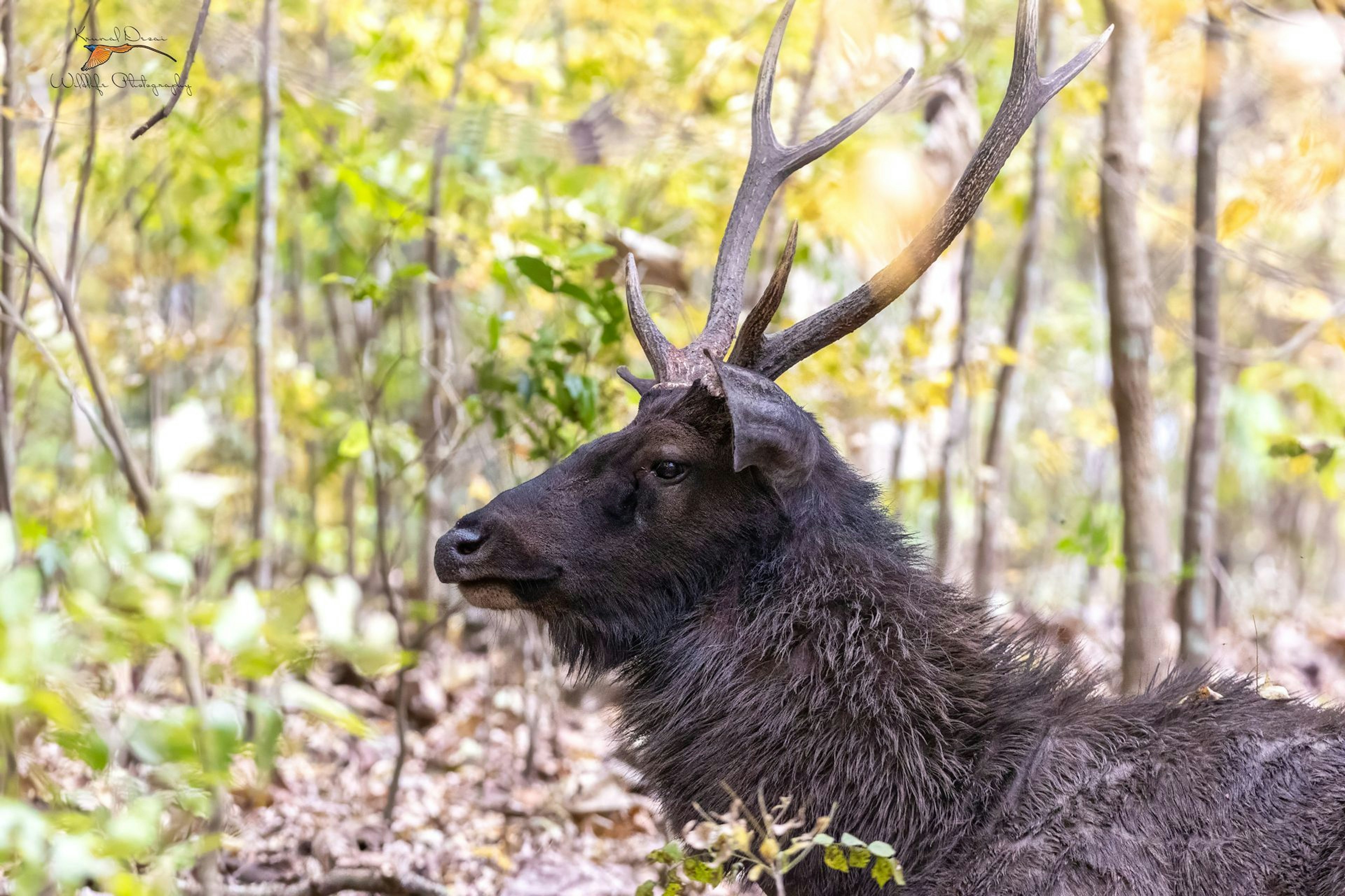 Sambar