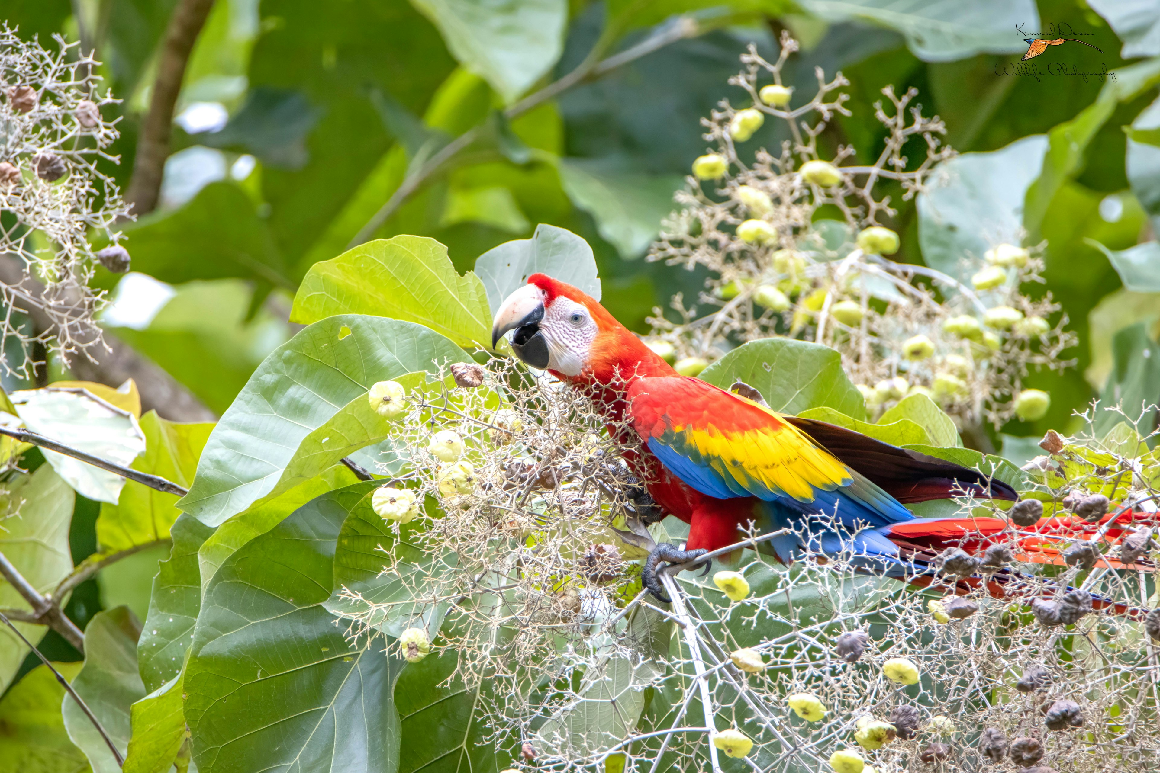 Scarlet macaw