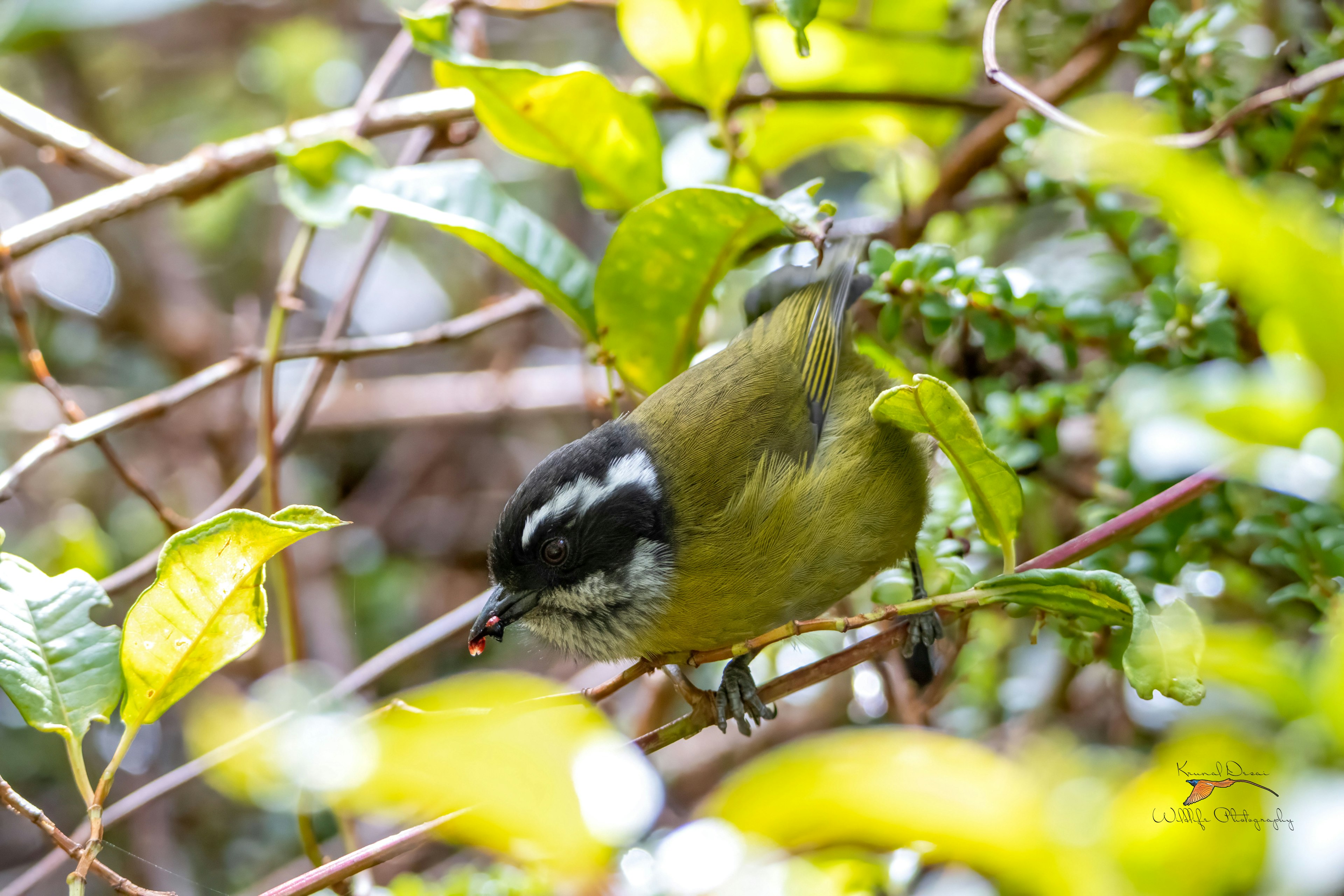 Sooty-capped bush tanager