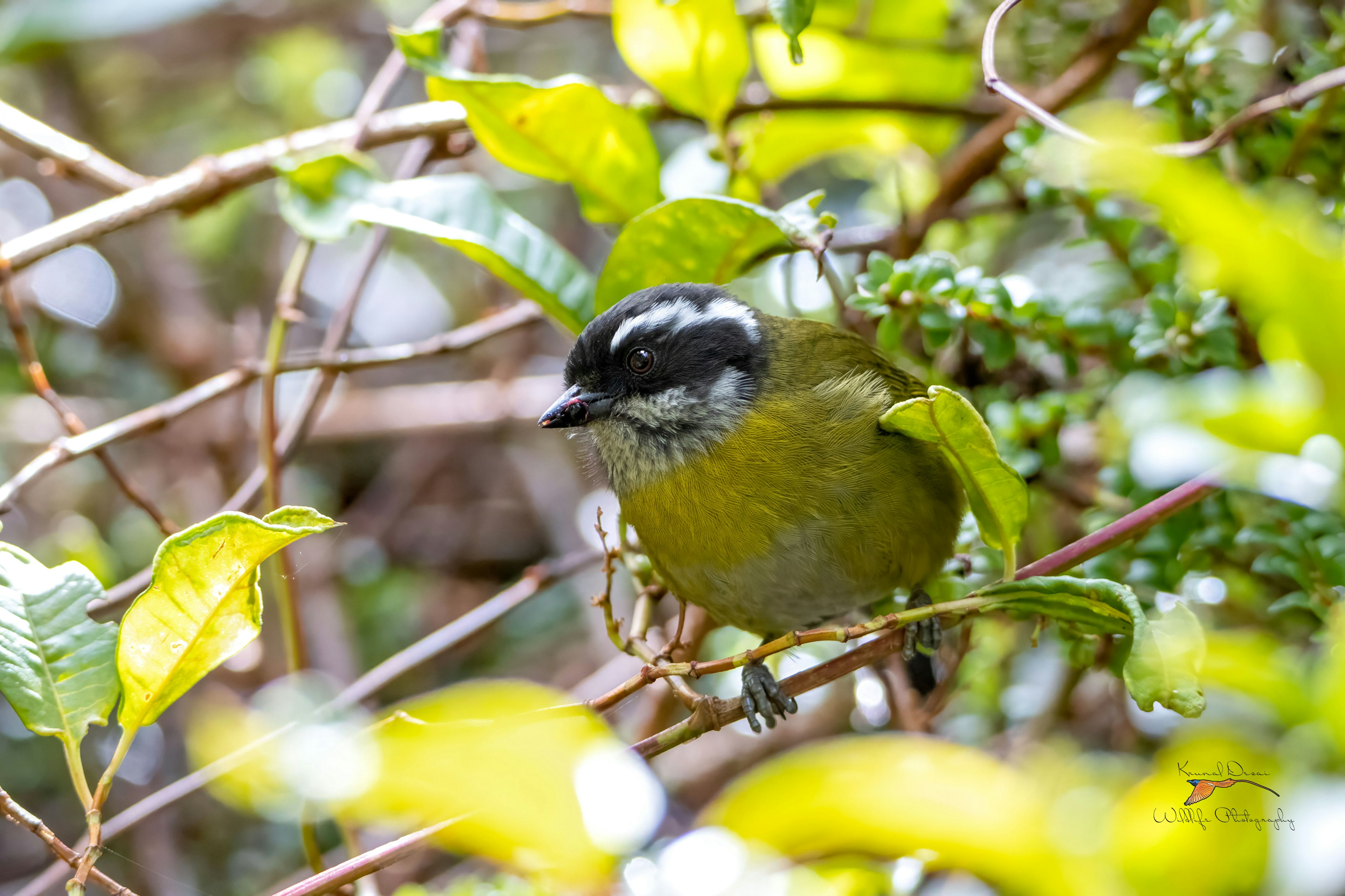 Sooty-capped bush tanager