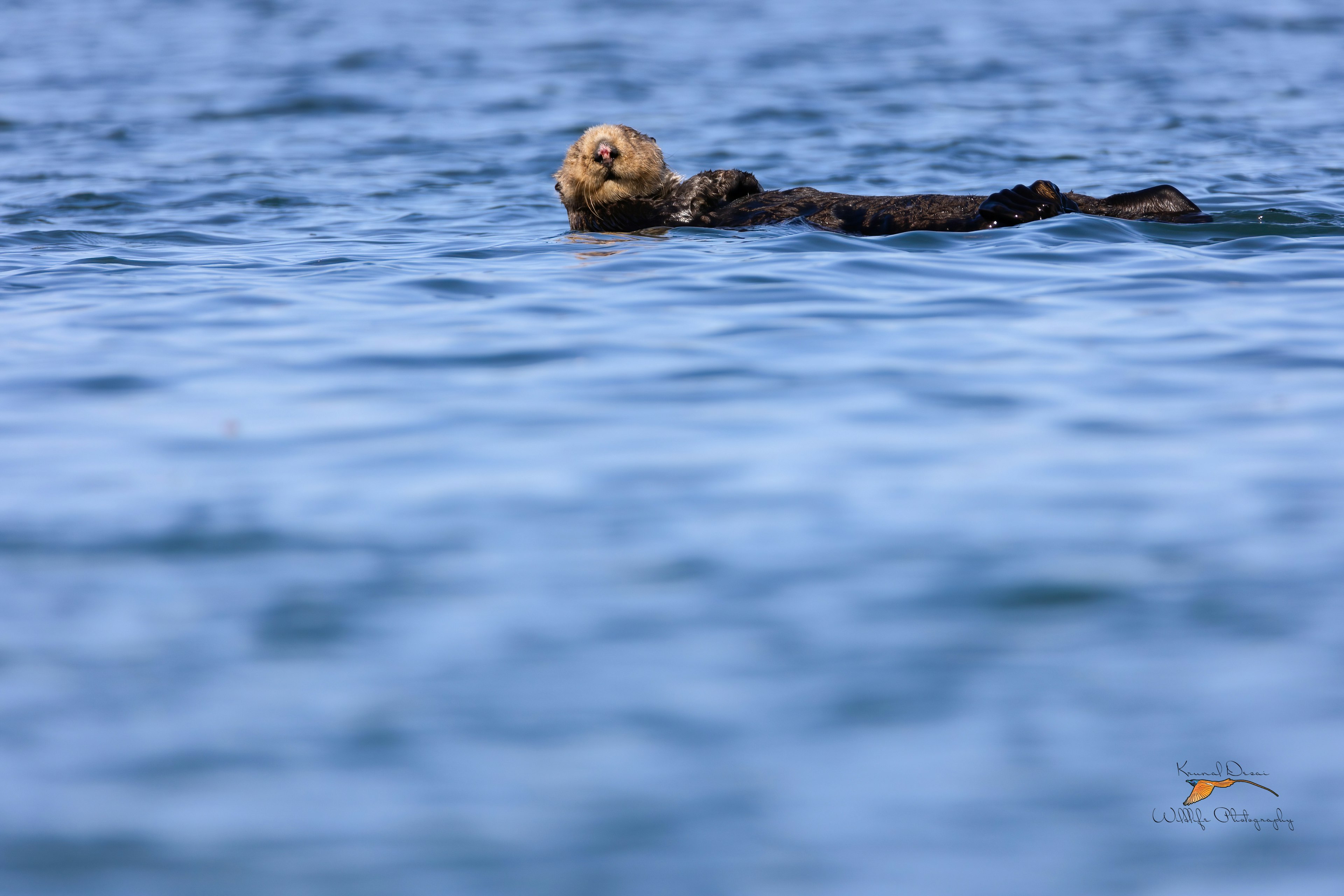 Southern sea otter