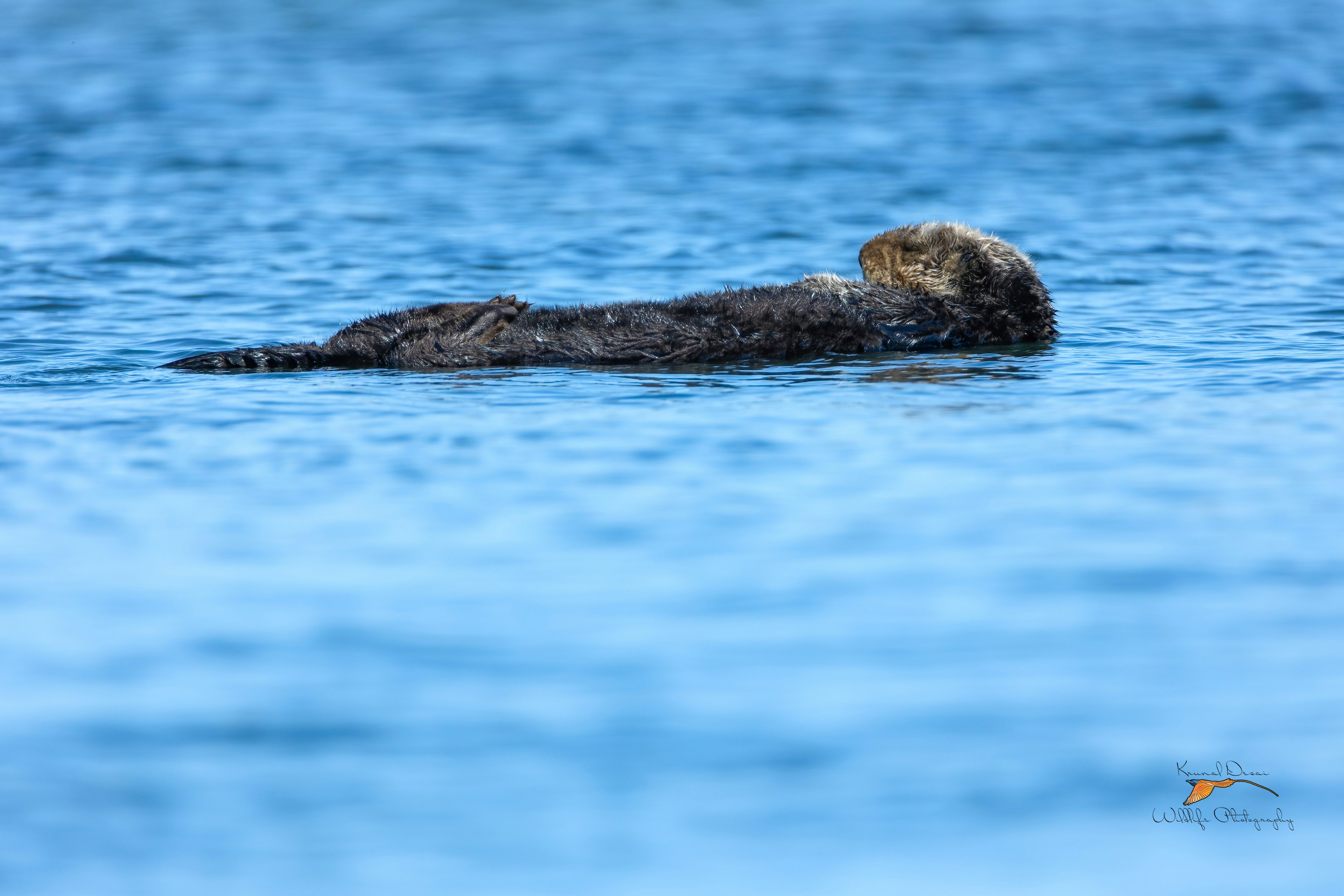 Southern sea otter