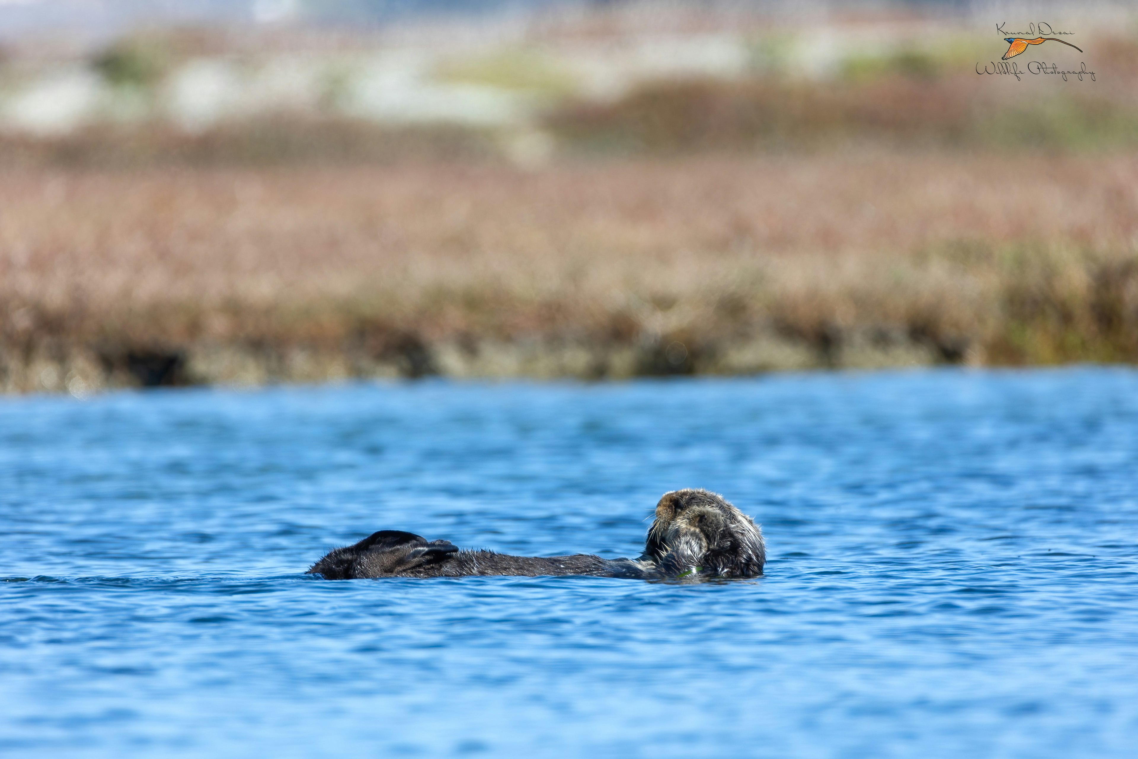 Southern sea otter