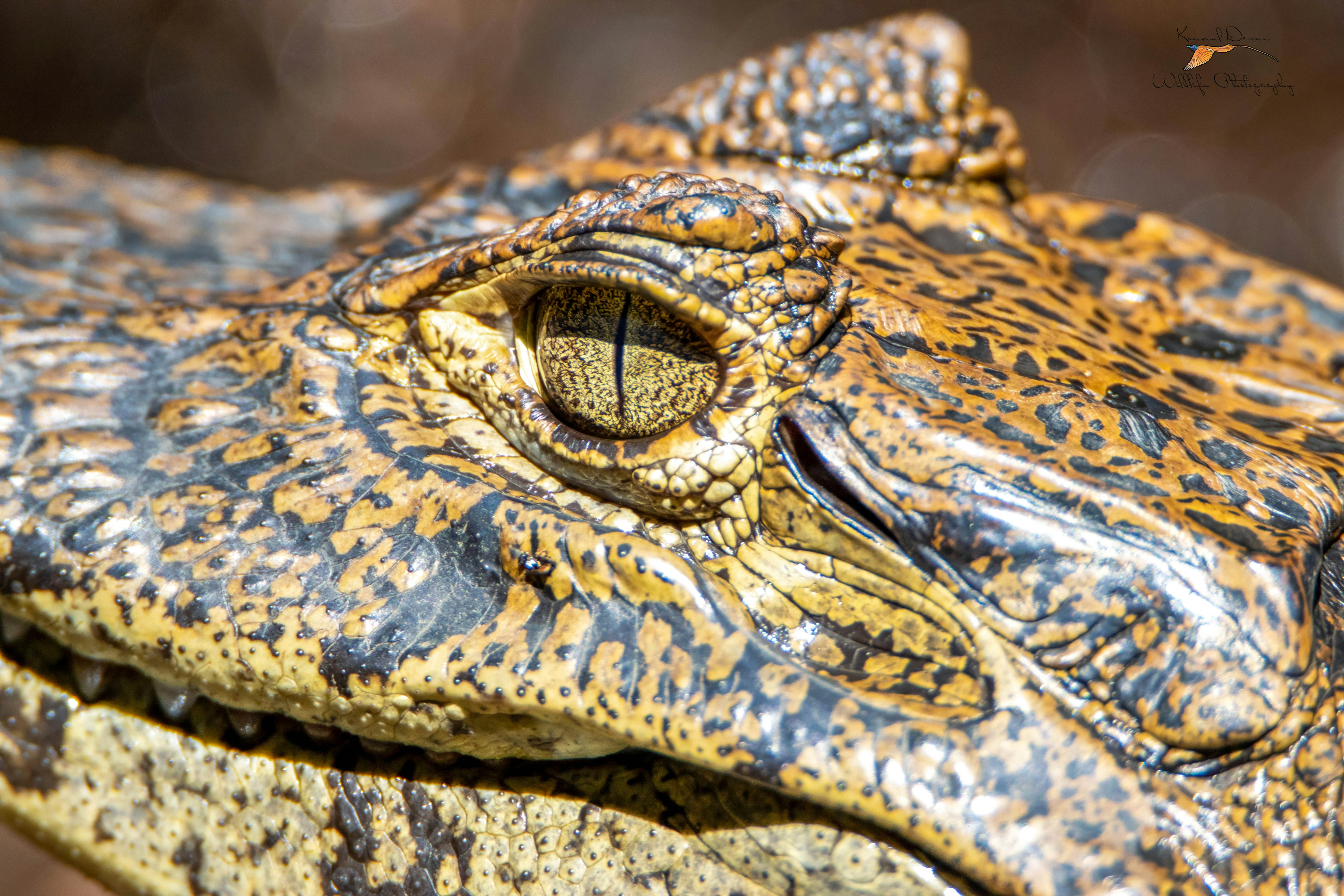 Spectacled caiman