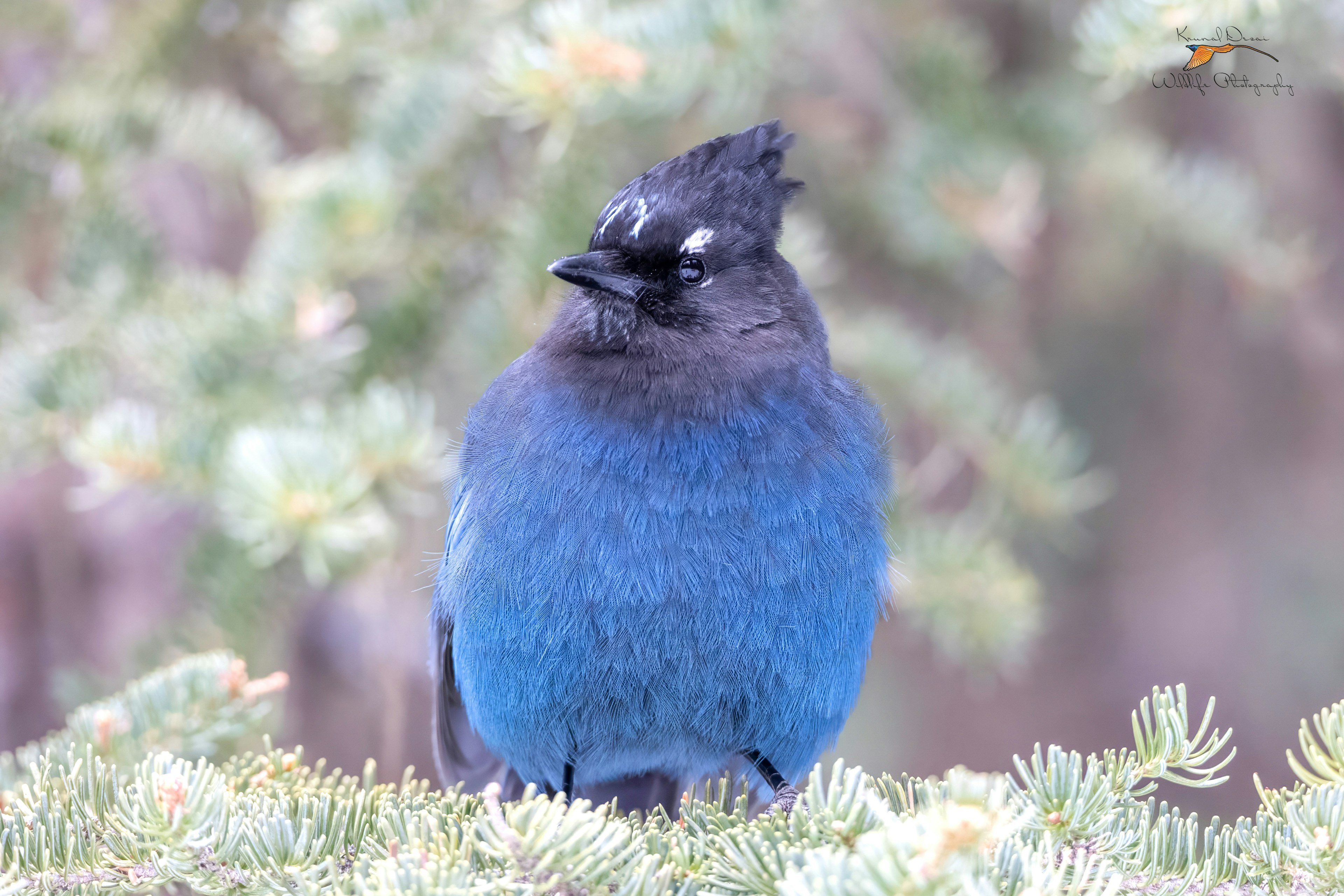 Steller's jay