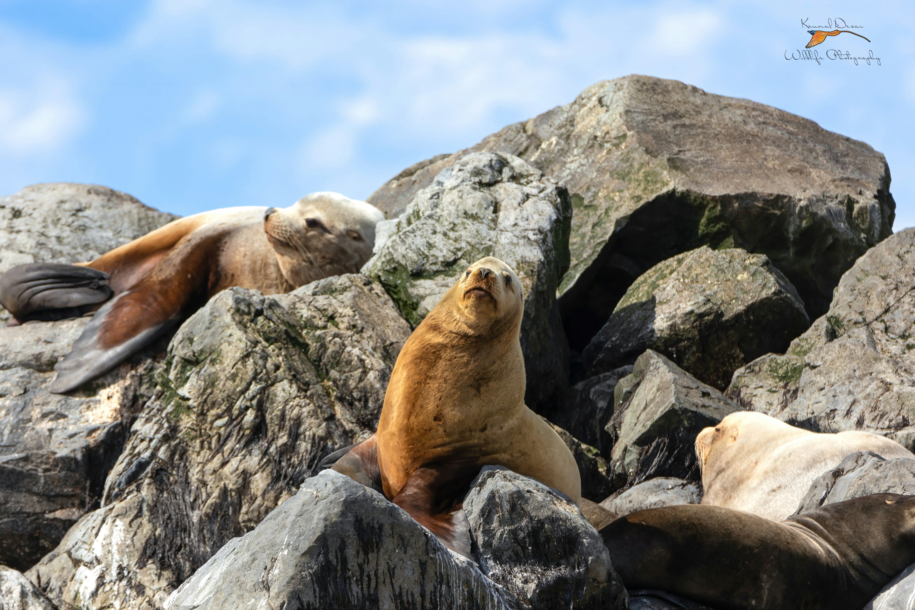 Steller's sea lion