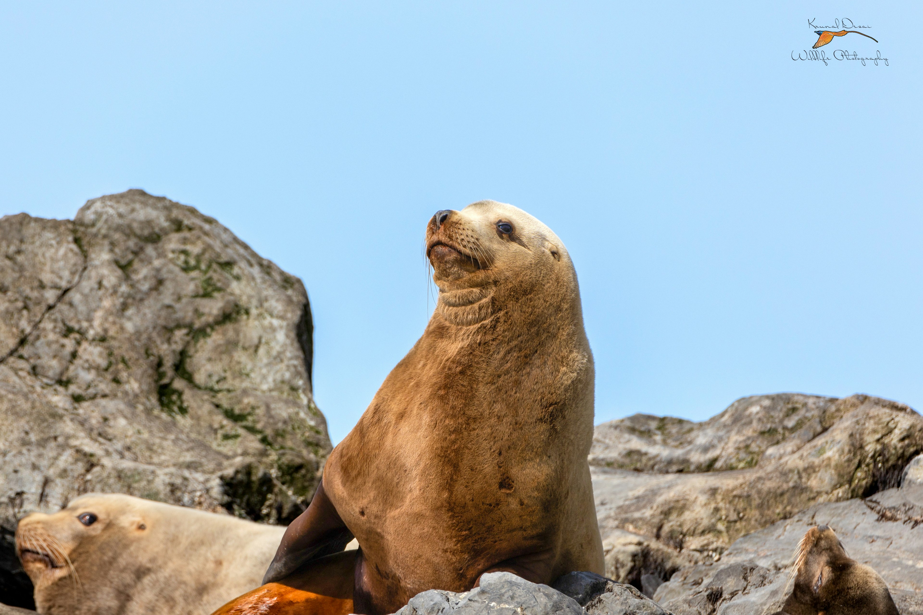 Steller's sea lion