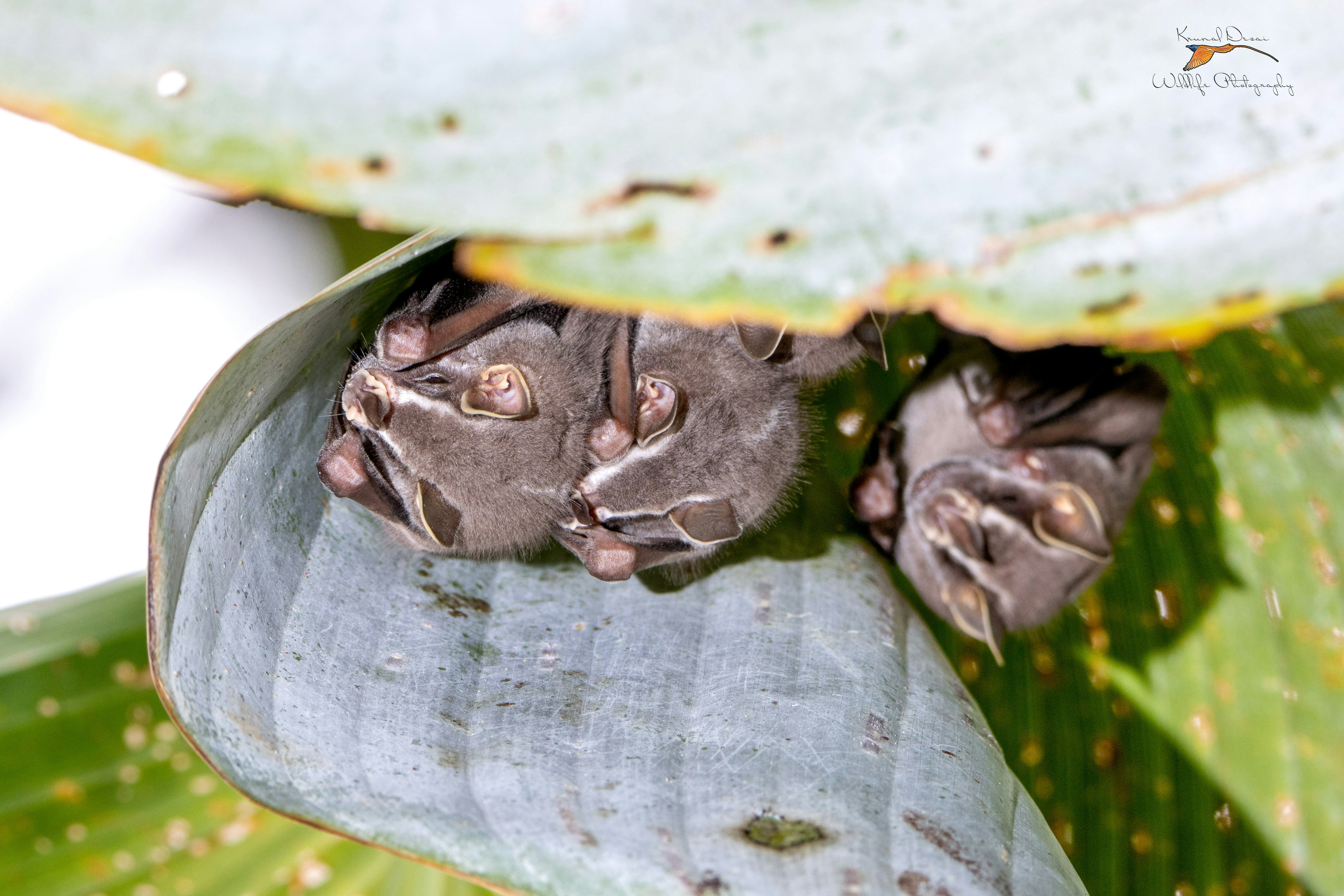 Tent-making bat