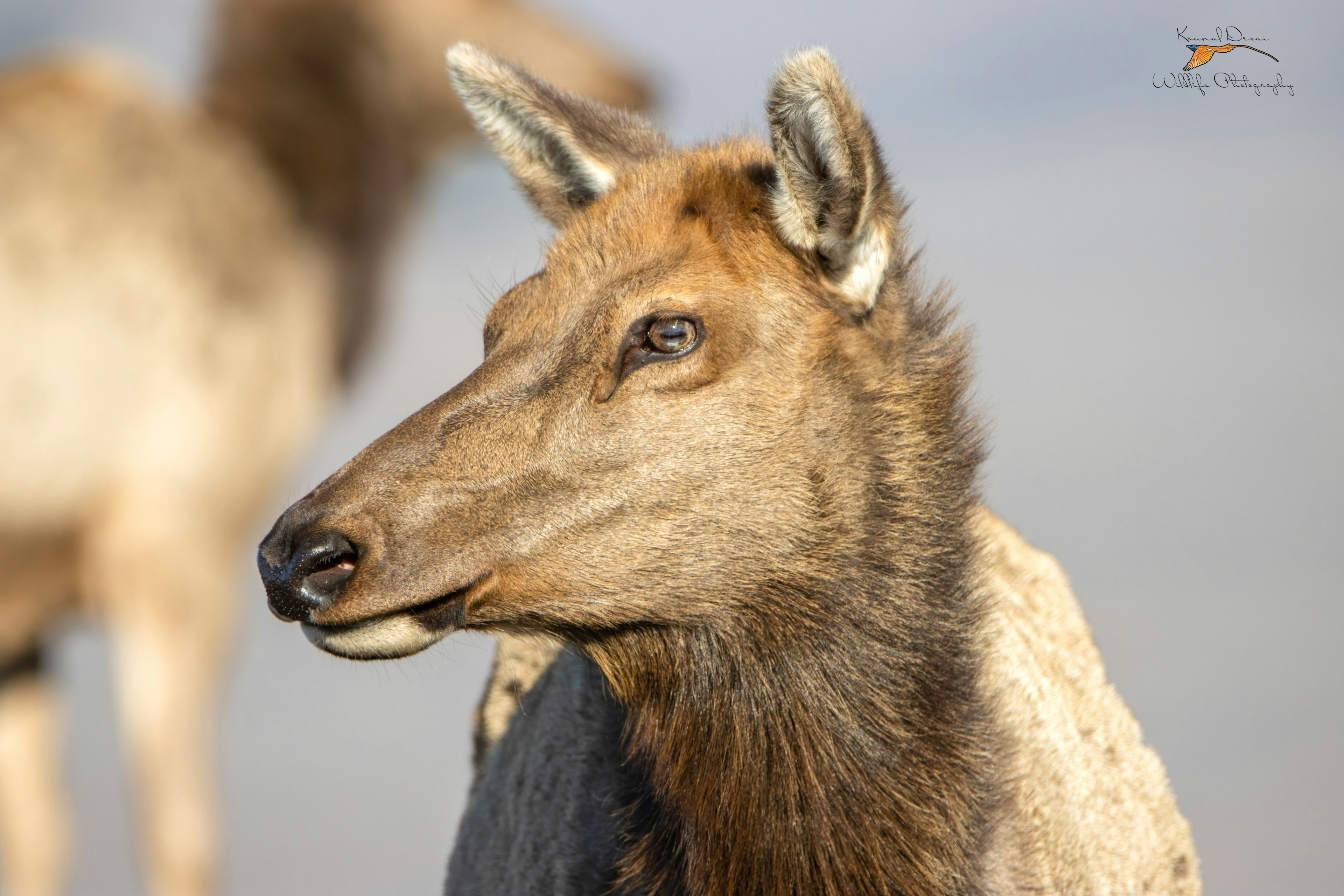 Tule elk