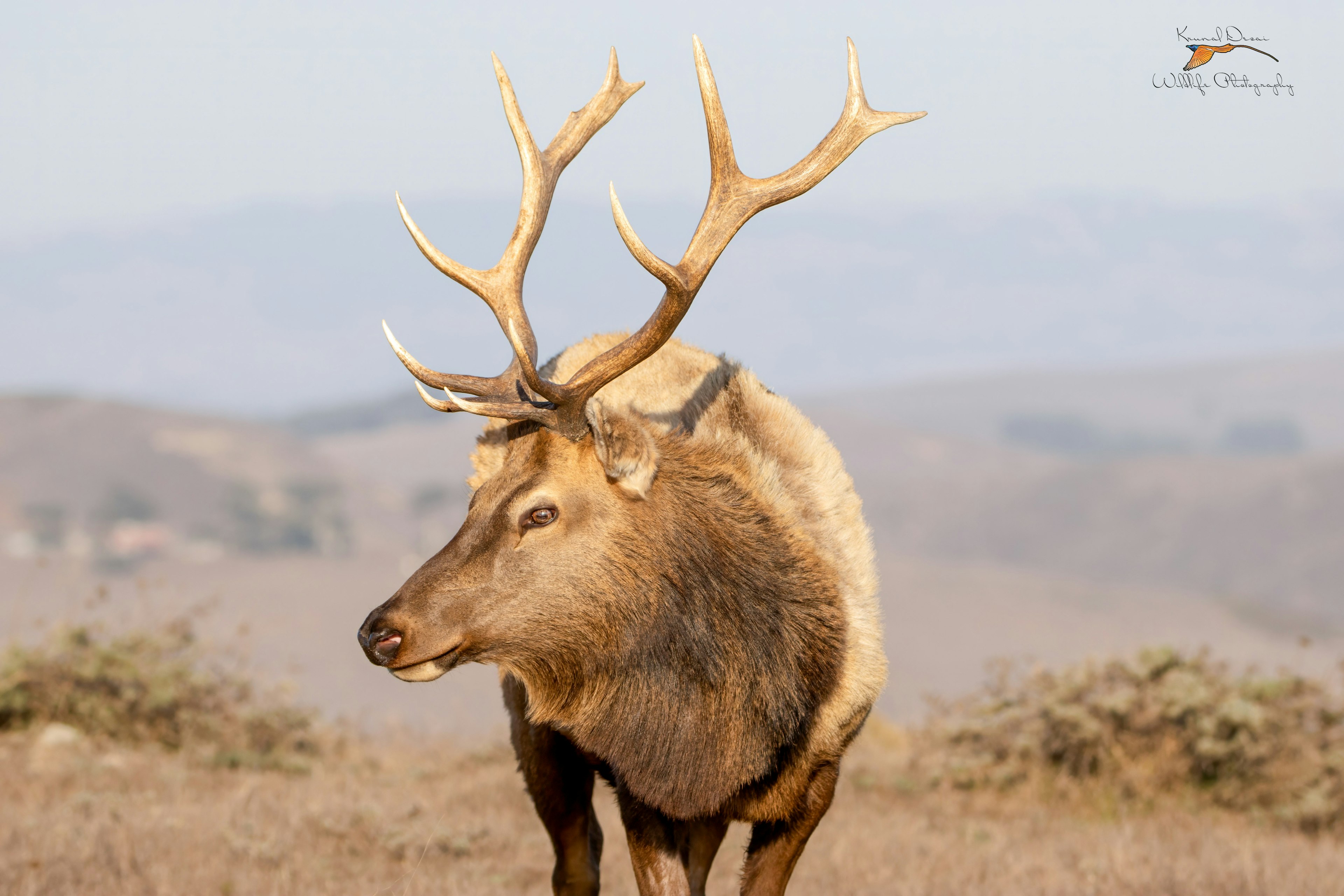 Tule elk