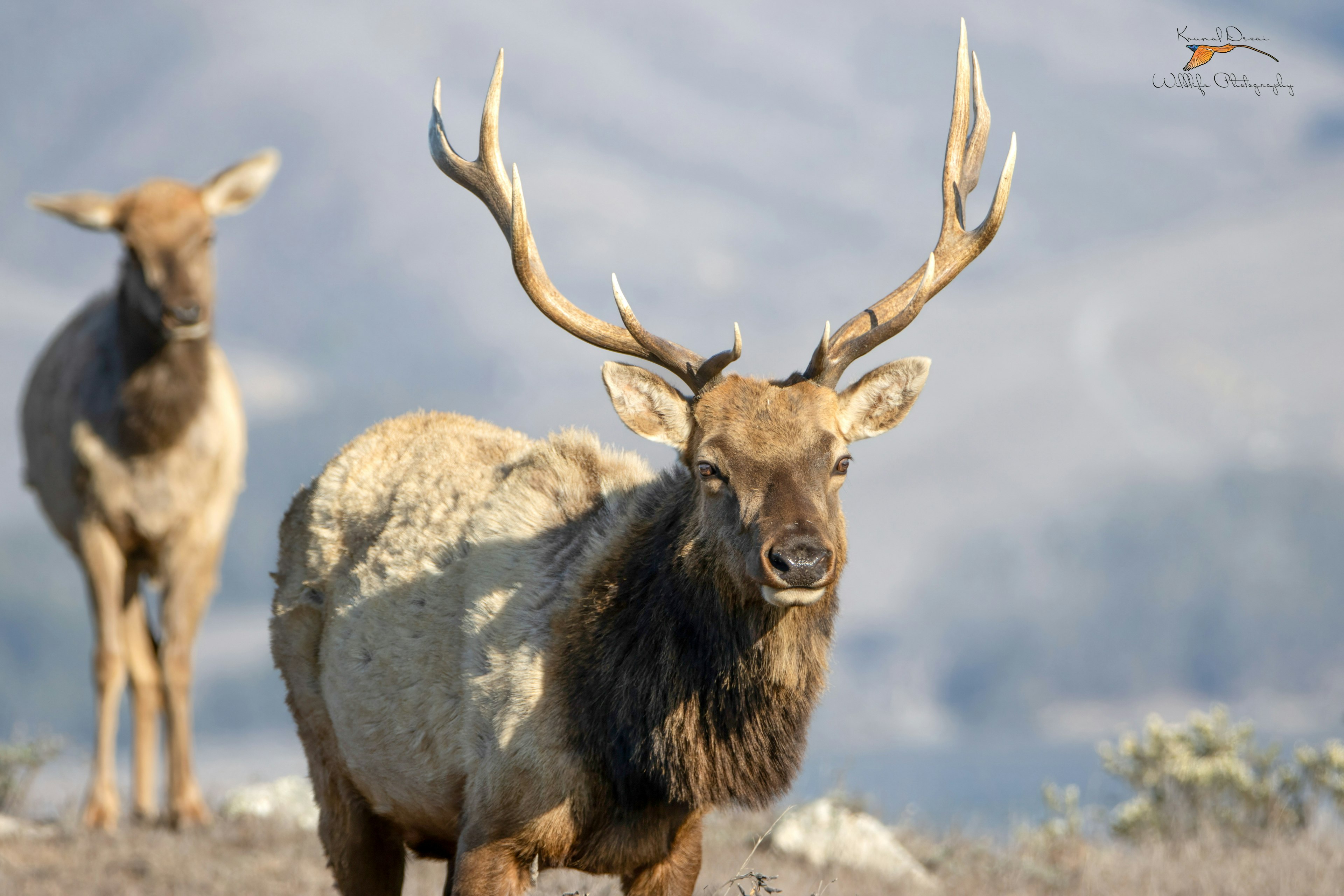 Tule elk