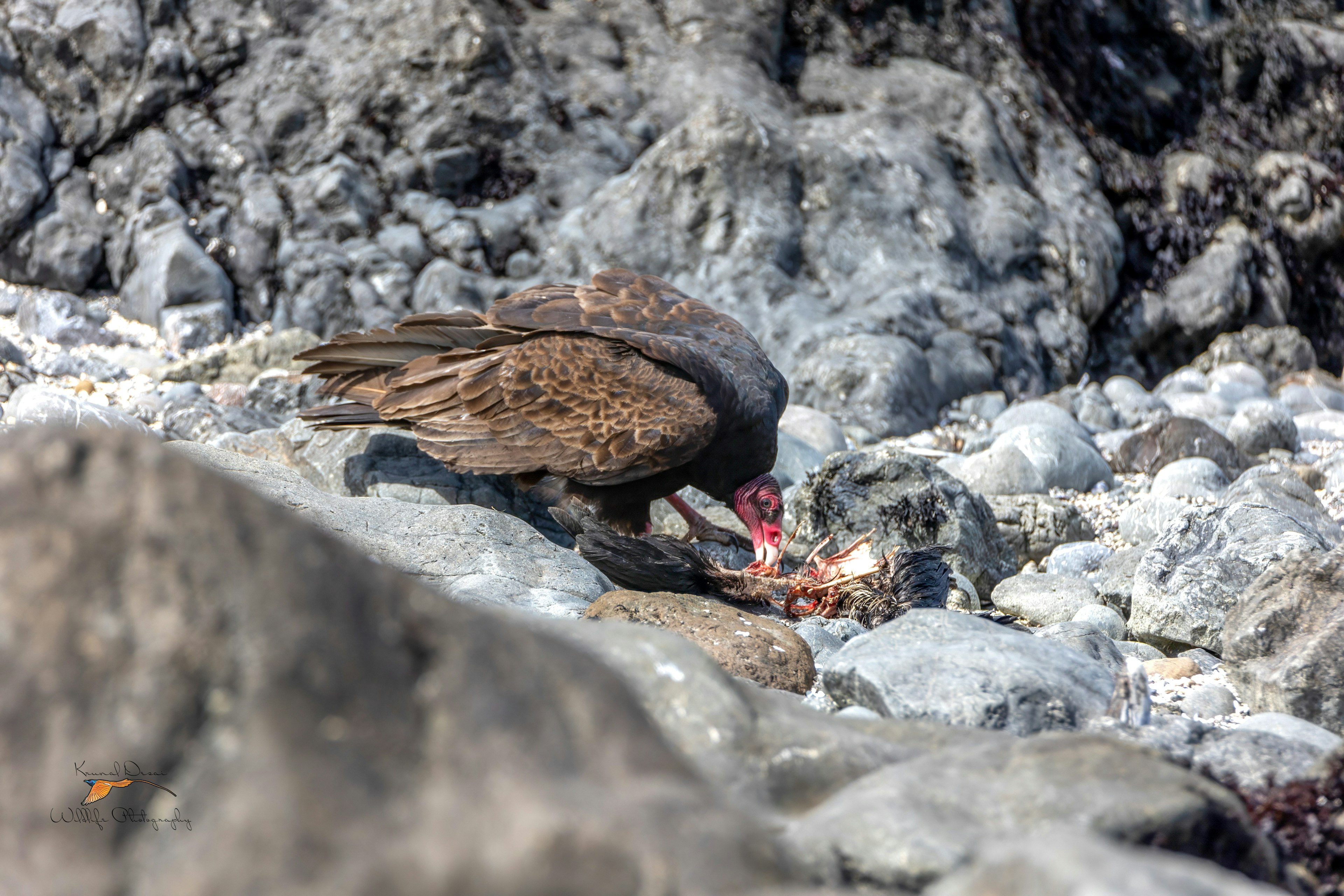 Turkey vulture 