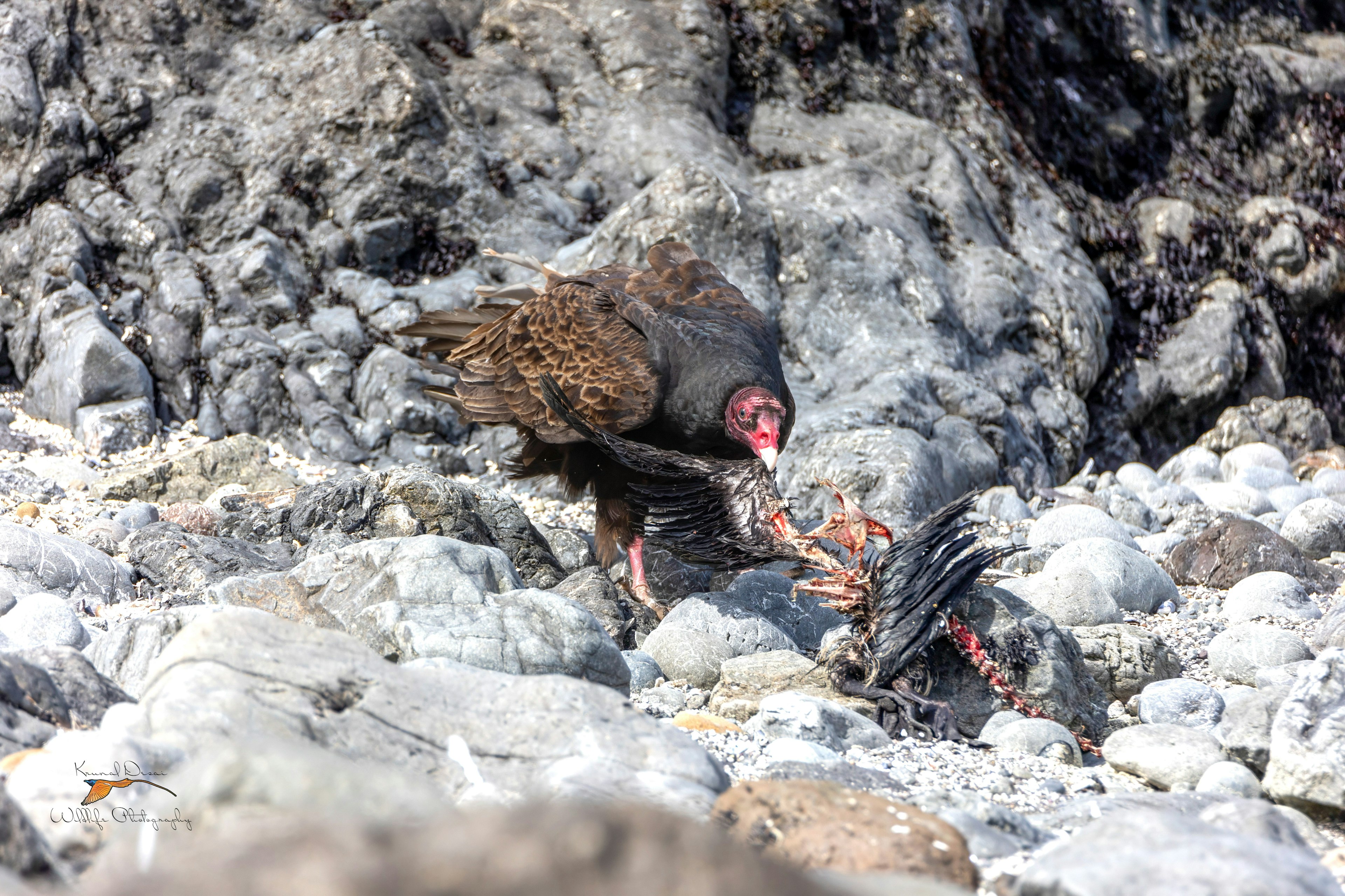 Turkey vulture 