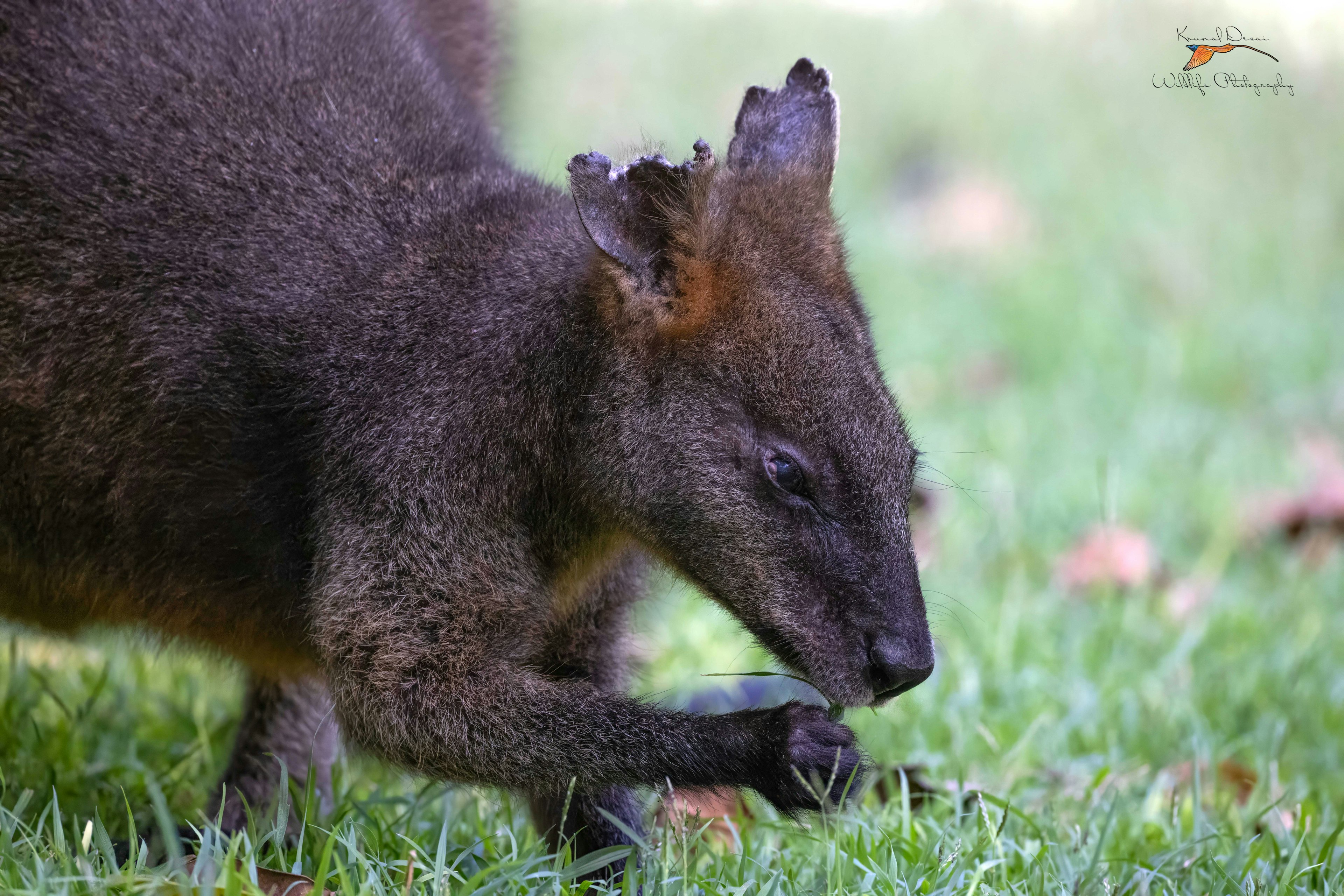 swamp wallaby