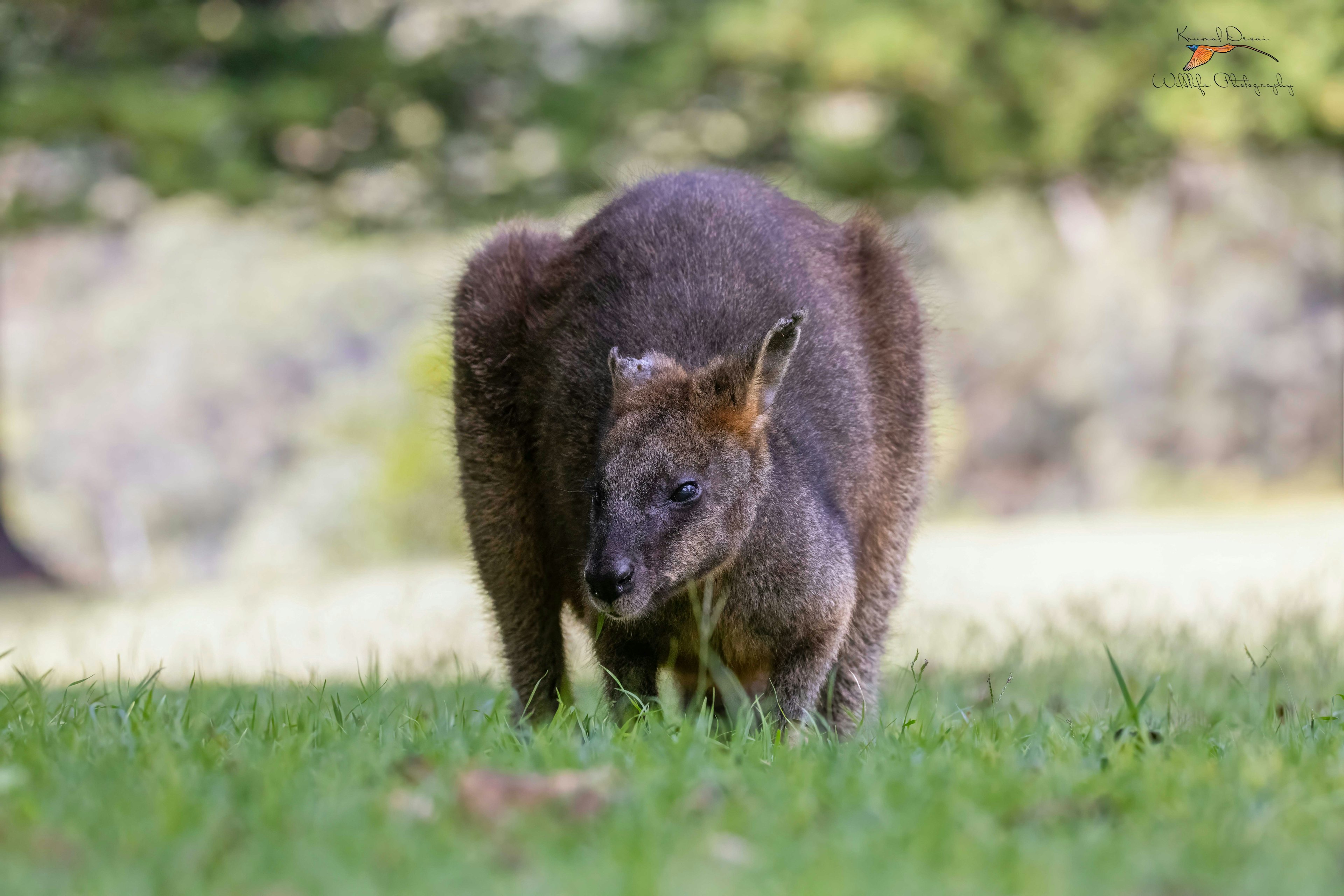 swamp wallaby
