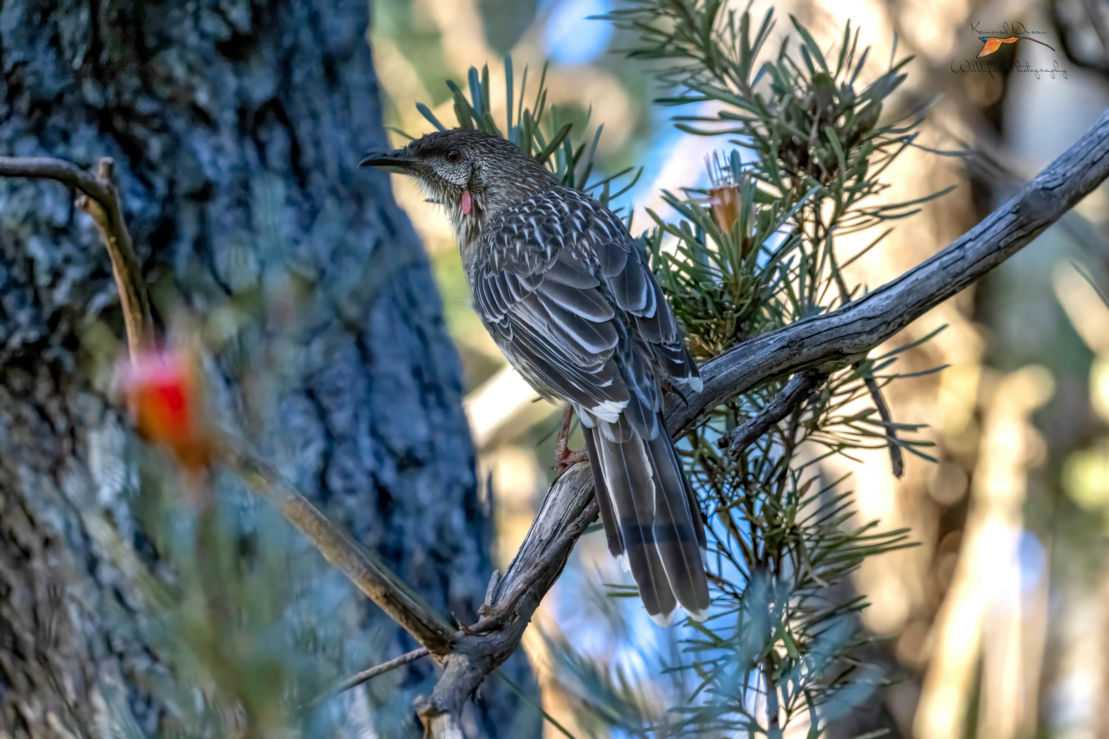 Red wattlebird