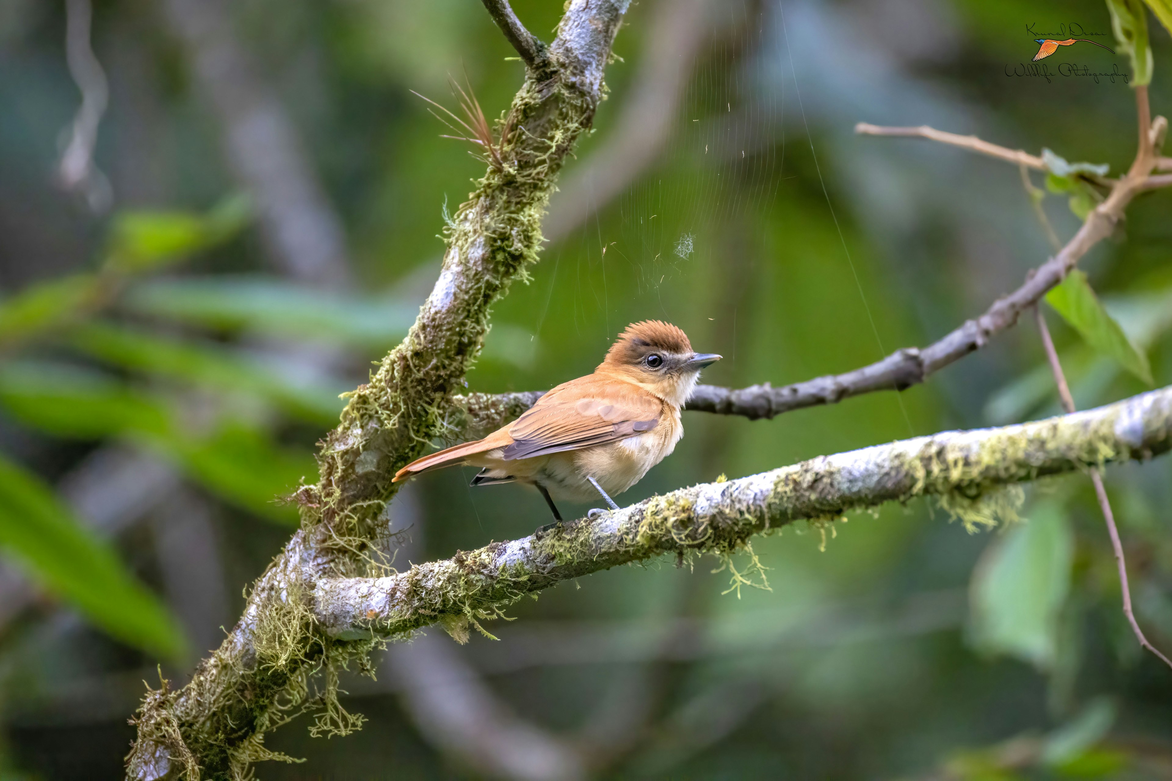 flycatcher 