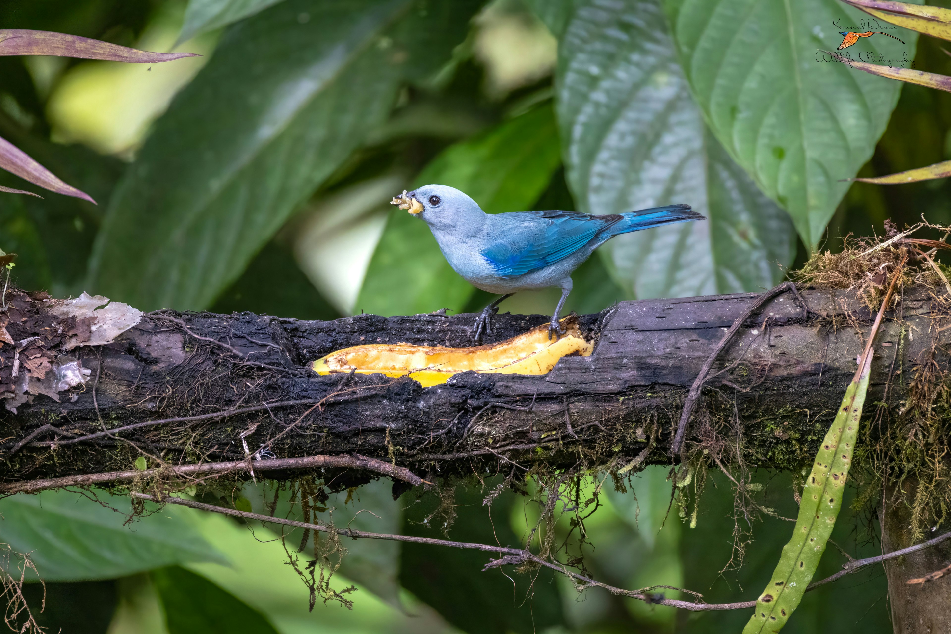 bluegray tanager