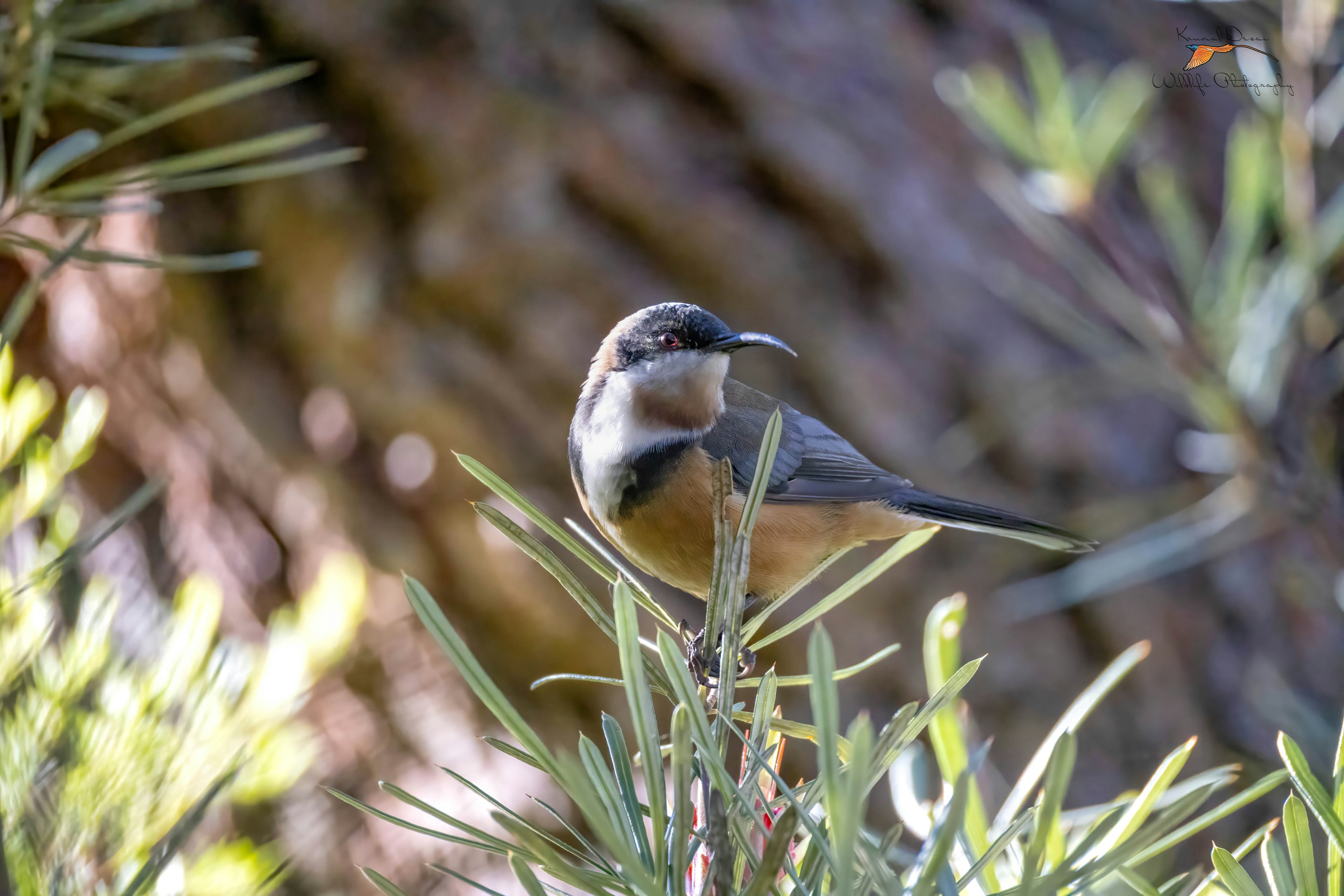 Eastern spinebill