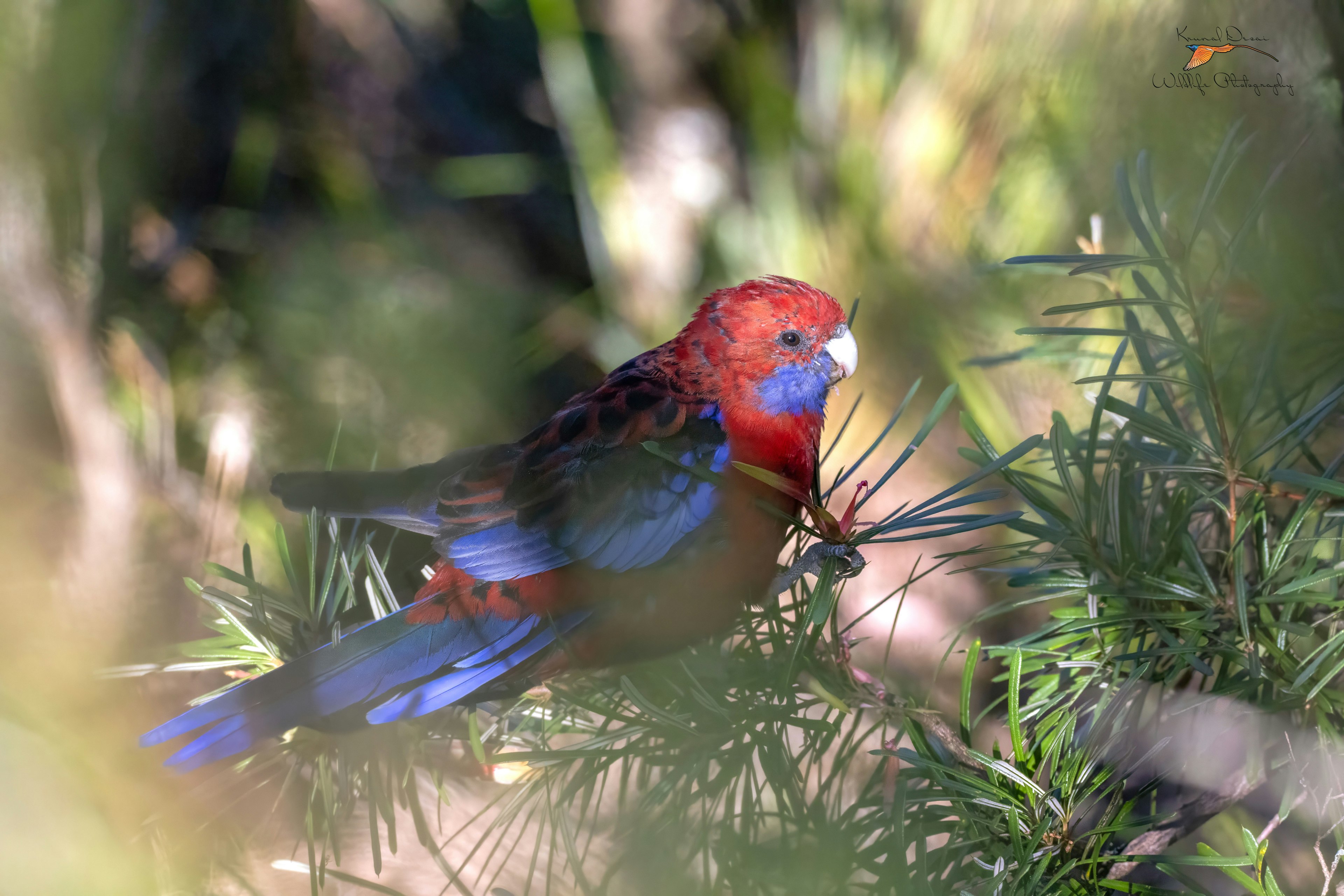 Crimson rosella