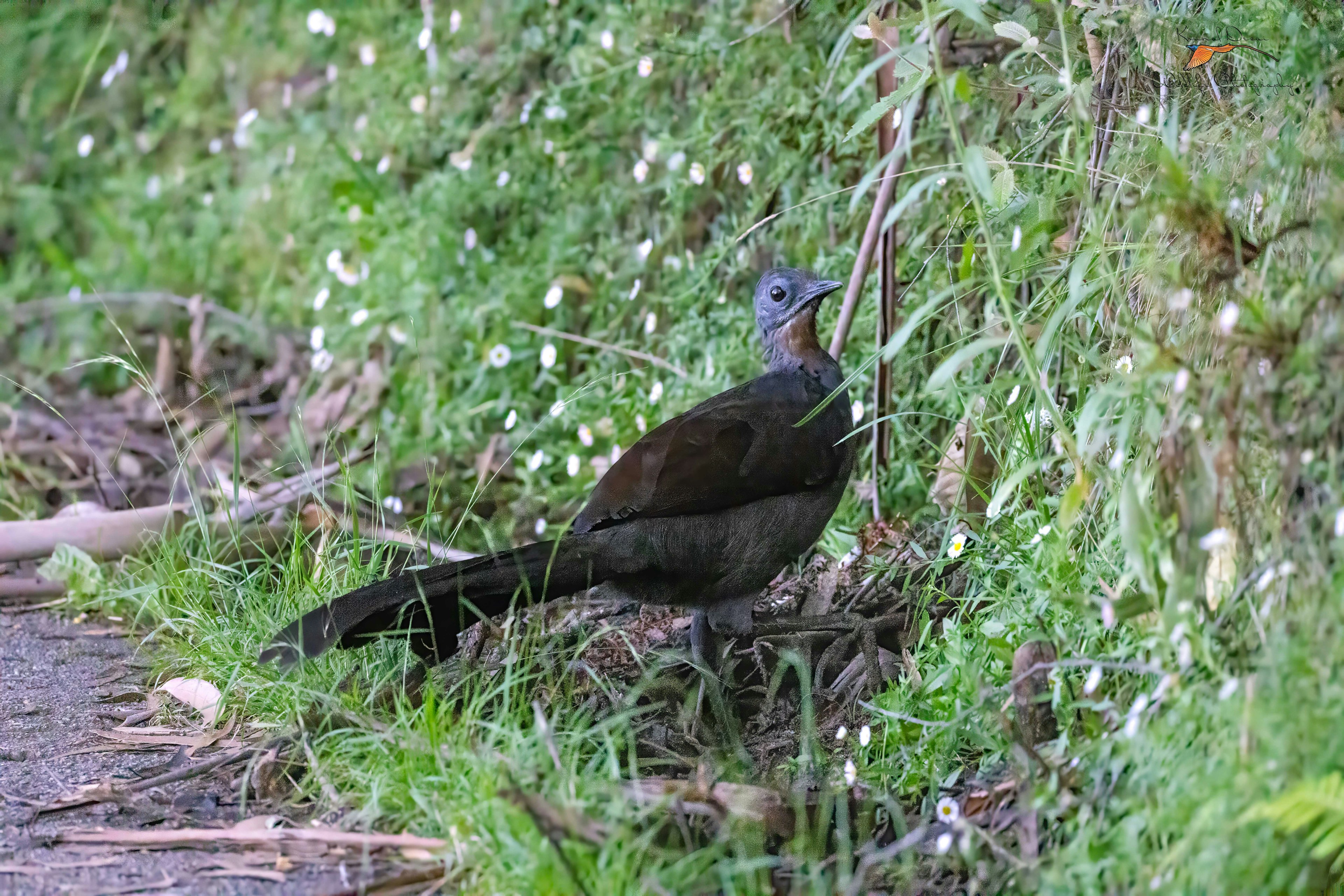 Superb lyrebird