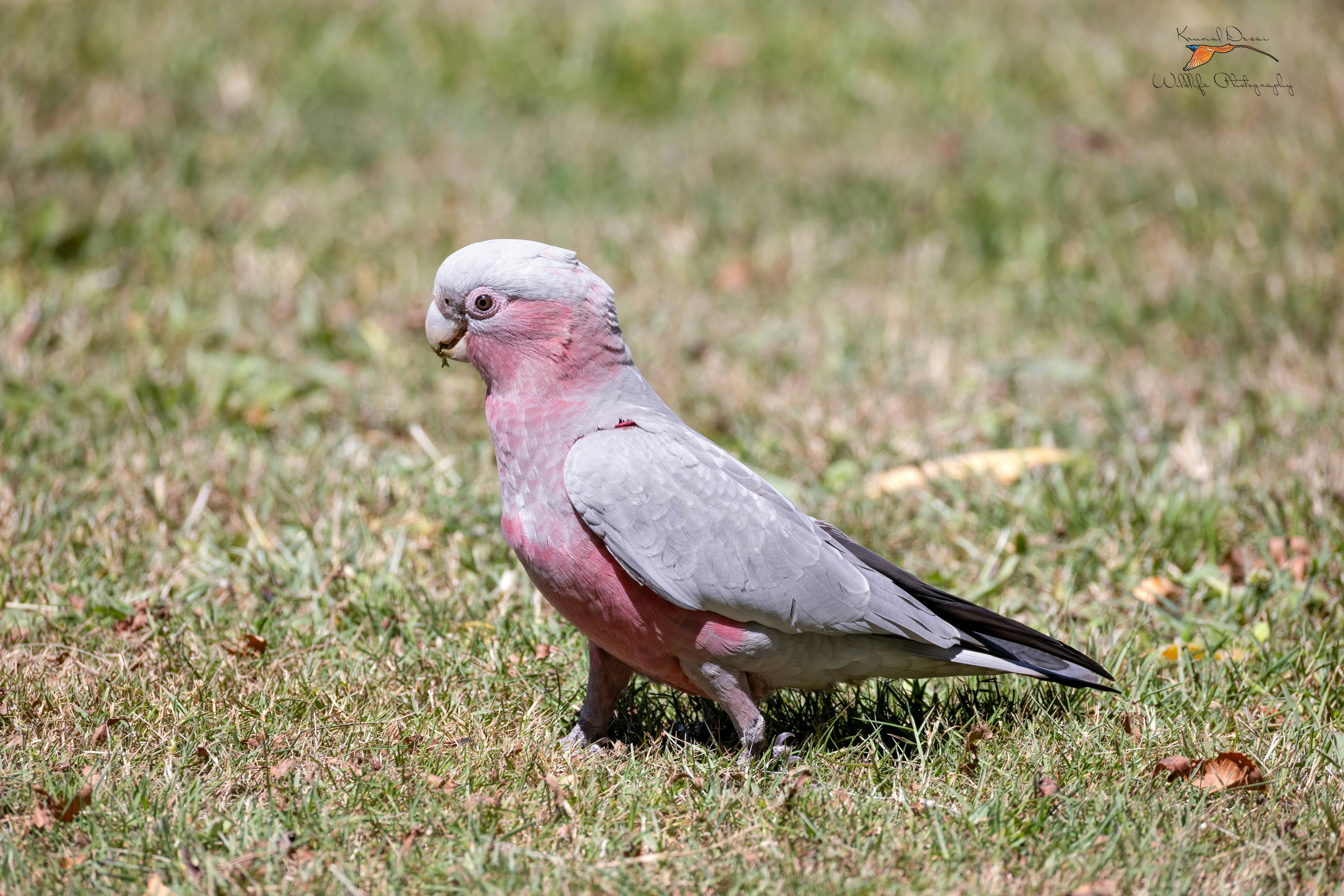 cockatoo