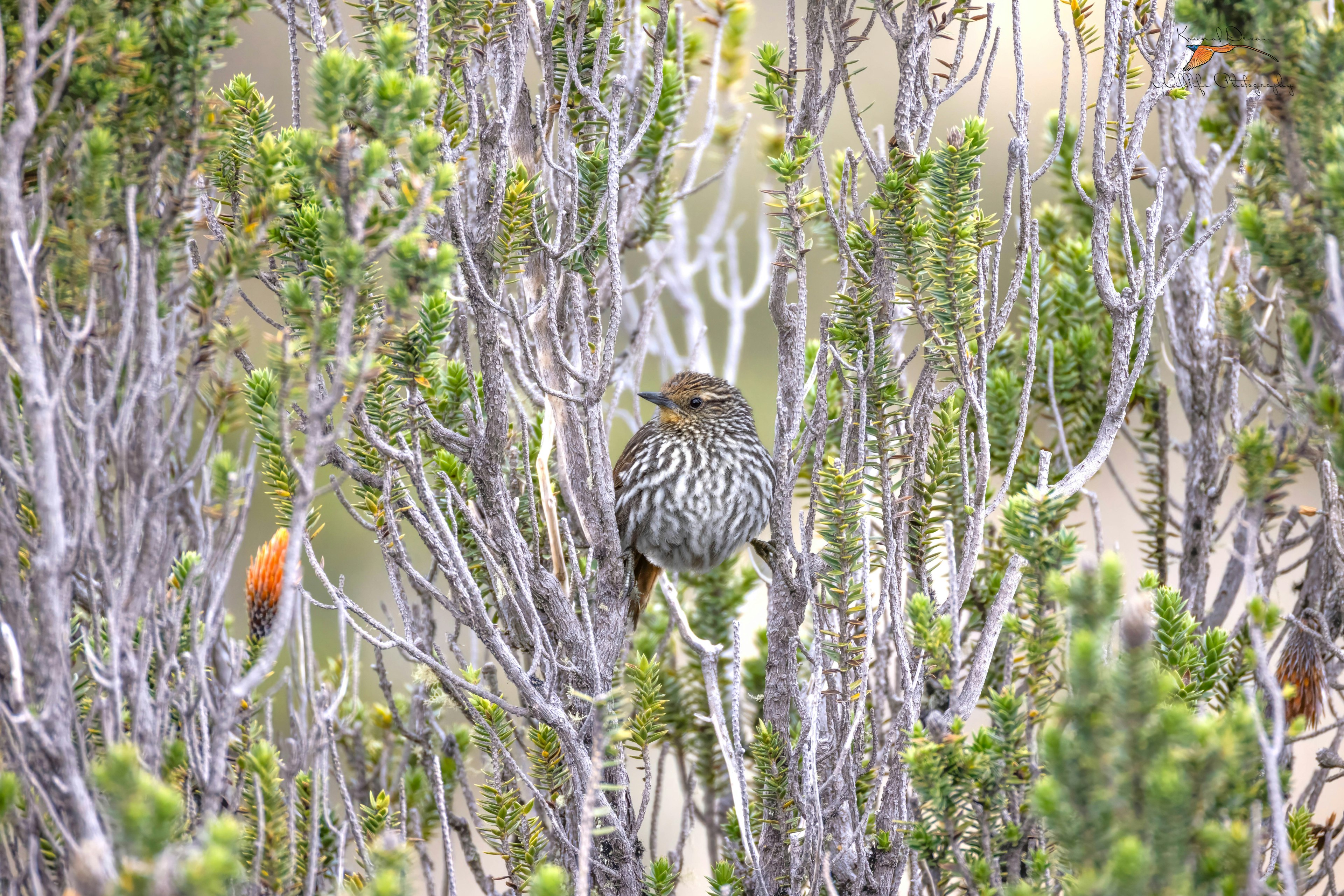many striped canister