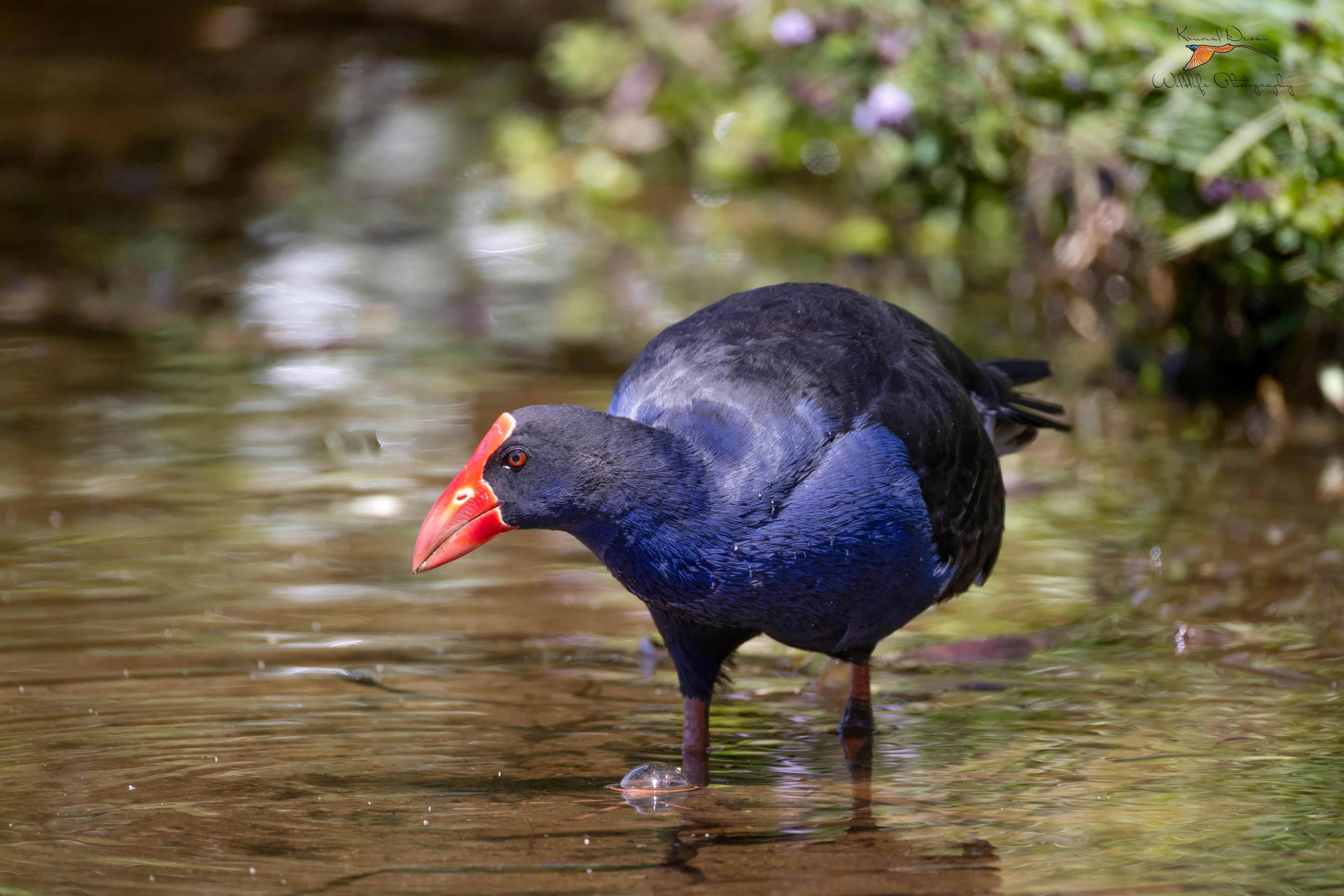 swamphen