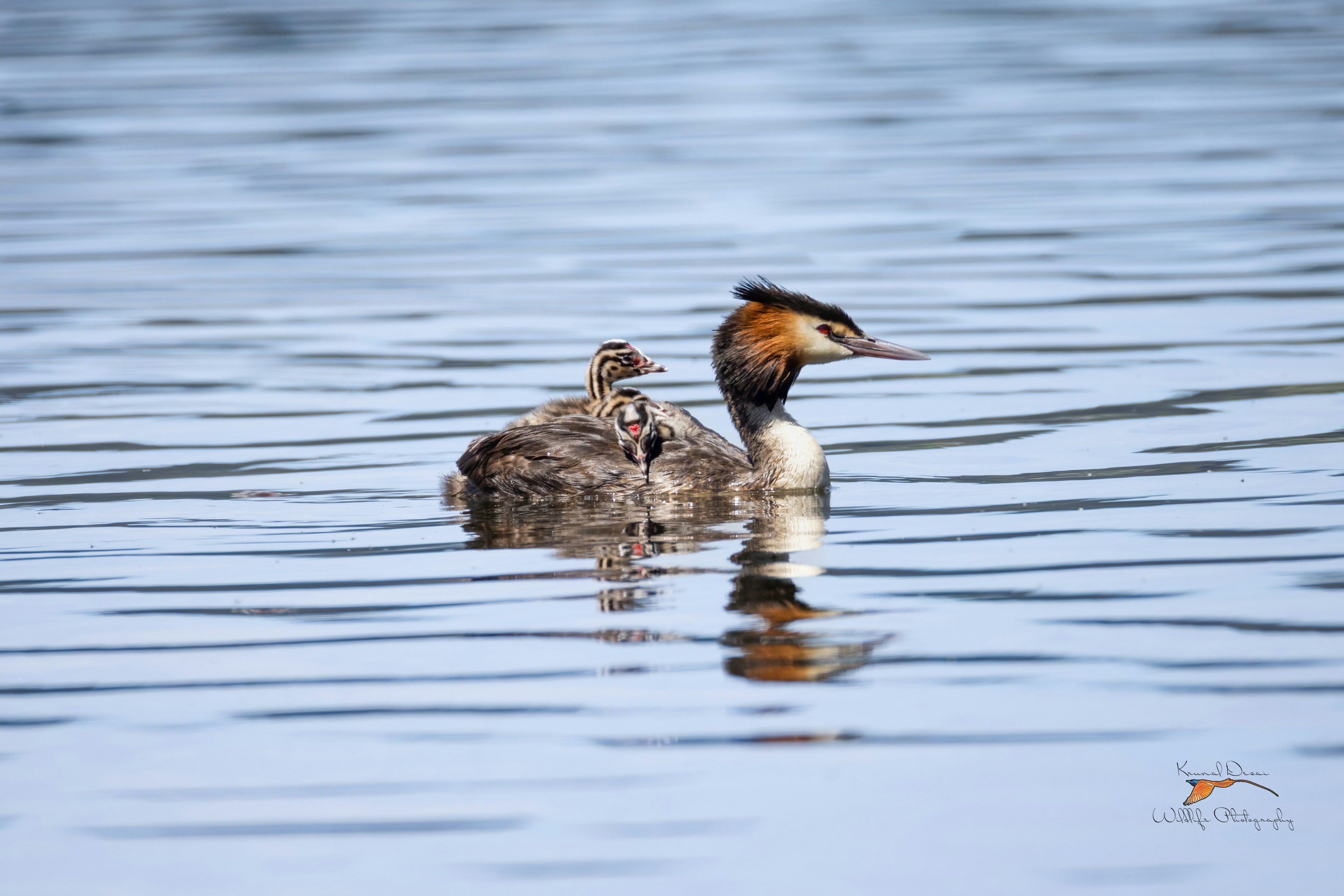 grebe