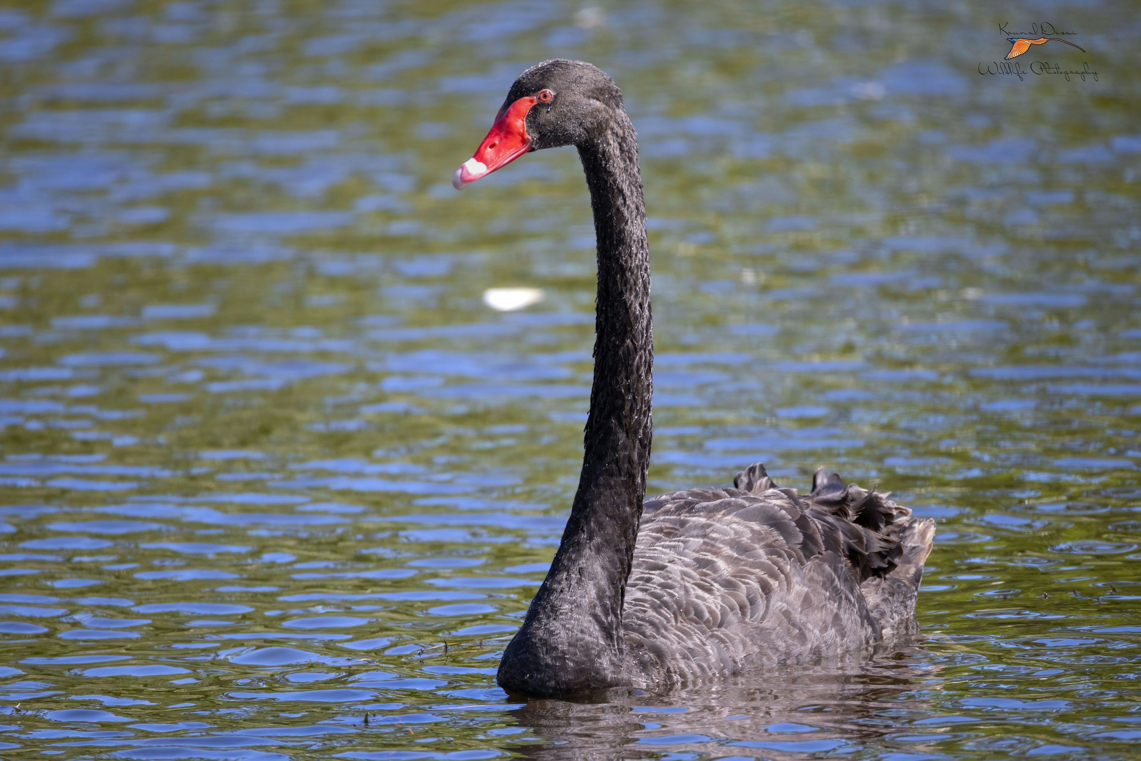 swan