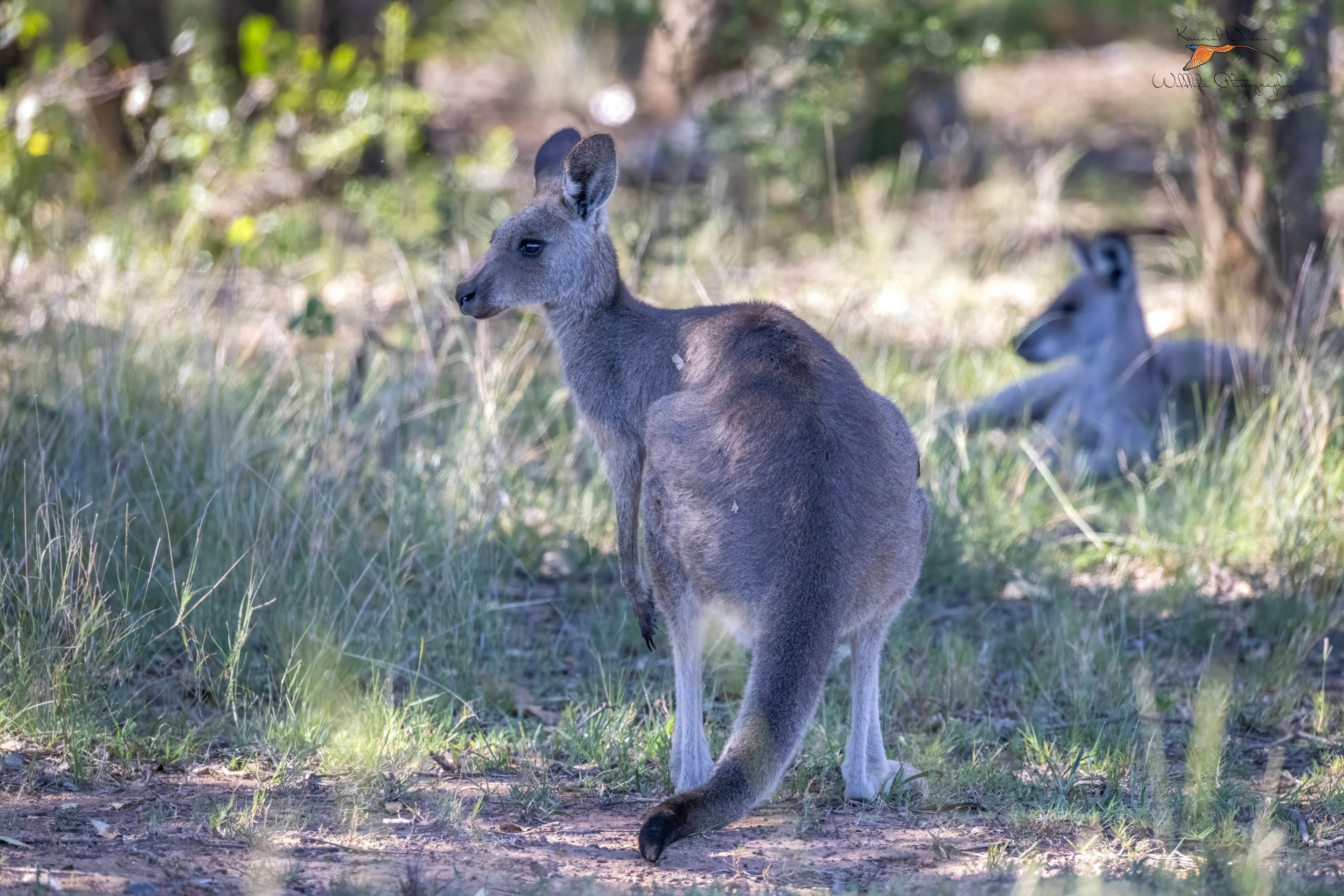 Eastern gray kangaroo