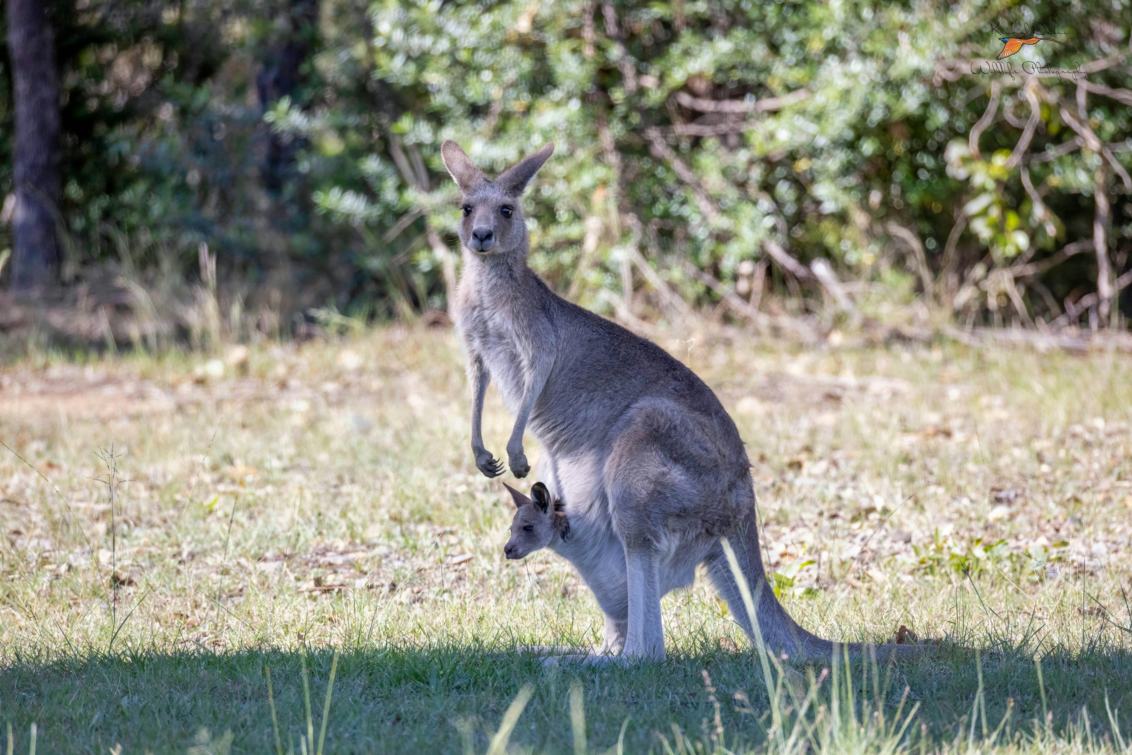 Eastern gray kangaroo