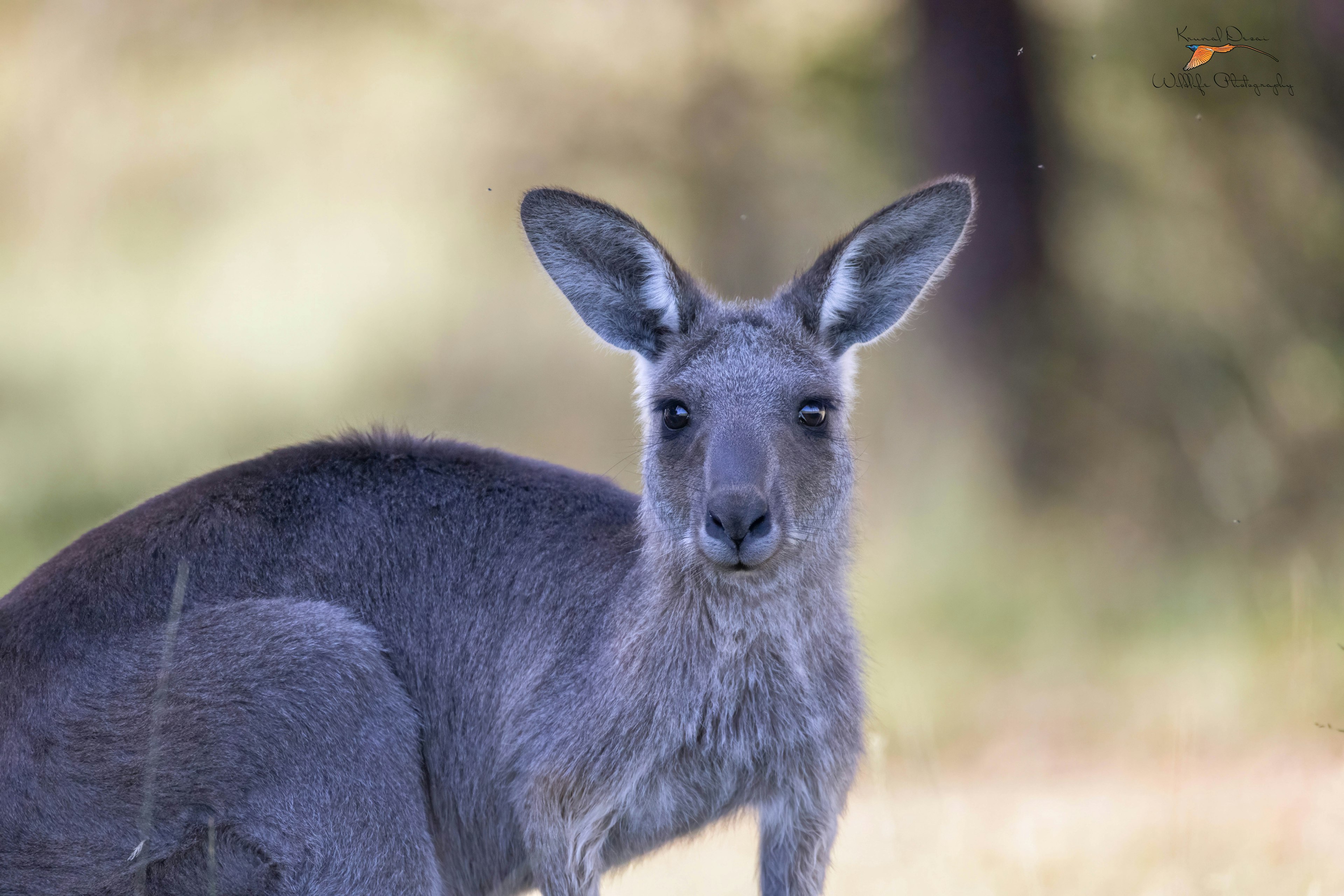 Eastern gray kangaroo